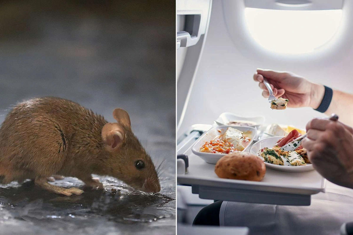 Các hành khách trên chuyến bay của Hãng hàng không Scandinavian Airlines đã có trải nghiệm "khó quên" khi phát hiện chuột trong suất ăn - Ảnh: People.