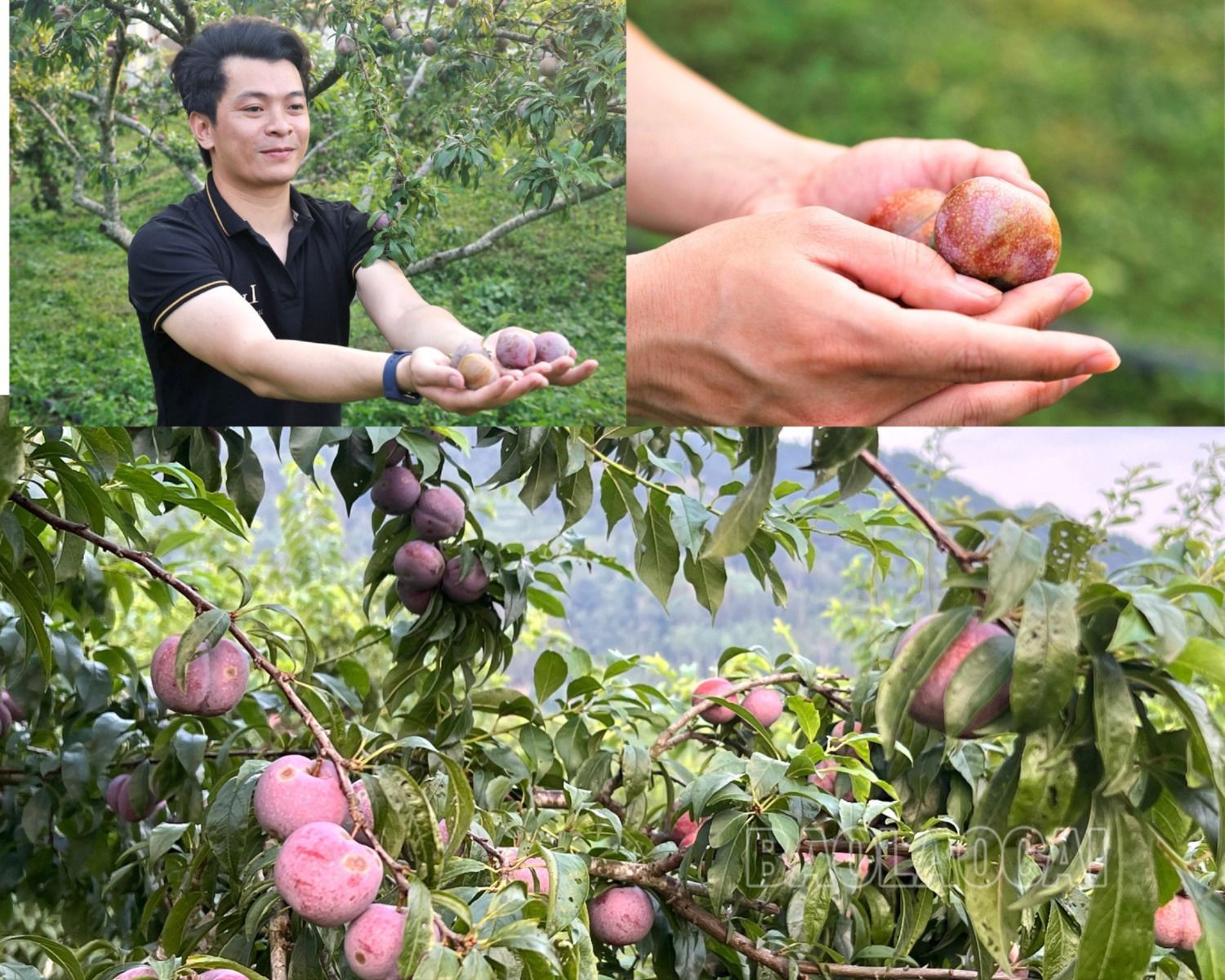 Lâu nay, Bắc Hà vẫn nổi tiếng với mận Tam hoa.