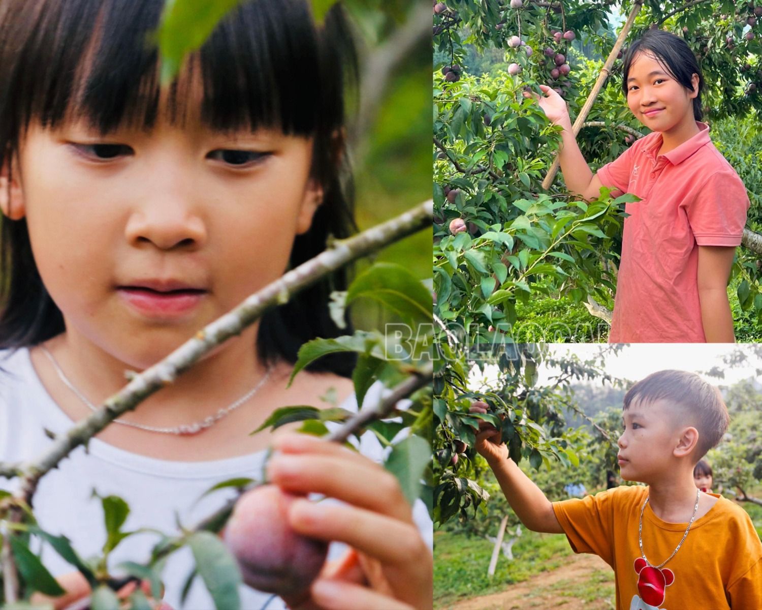 Các bạn nhỏ thích thú hái mận chín.