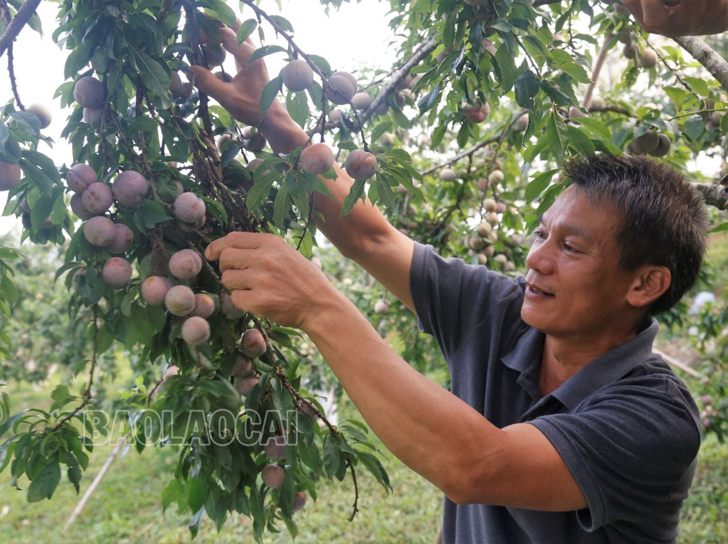 Vườn mận của Trại Nghiên cứu và Sản xuất rau, quả Bắc Hà sai trĩu cành.