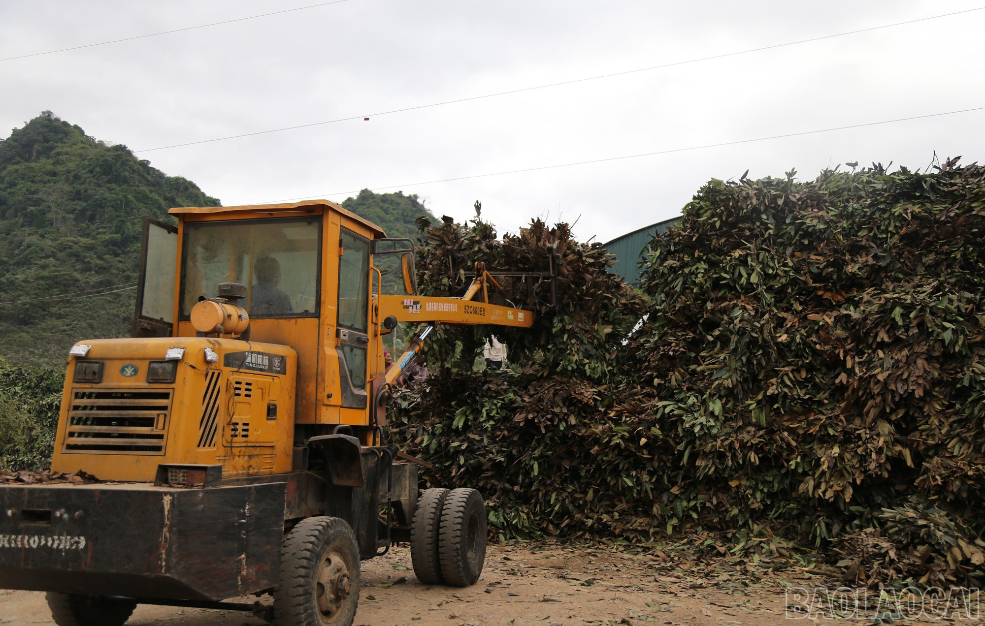 Doanh nghiệp chế biến tinh dầu quế duy trì thu mua sản phẩm cho nông dân.