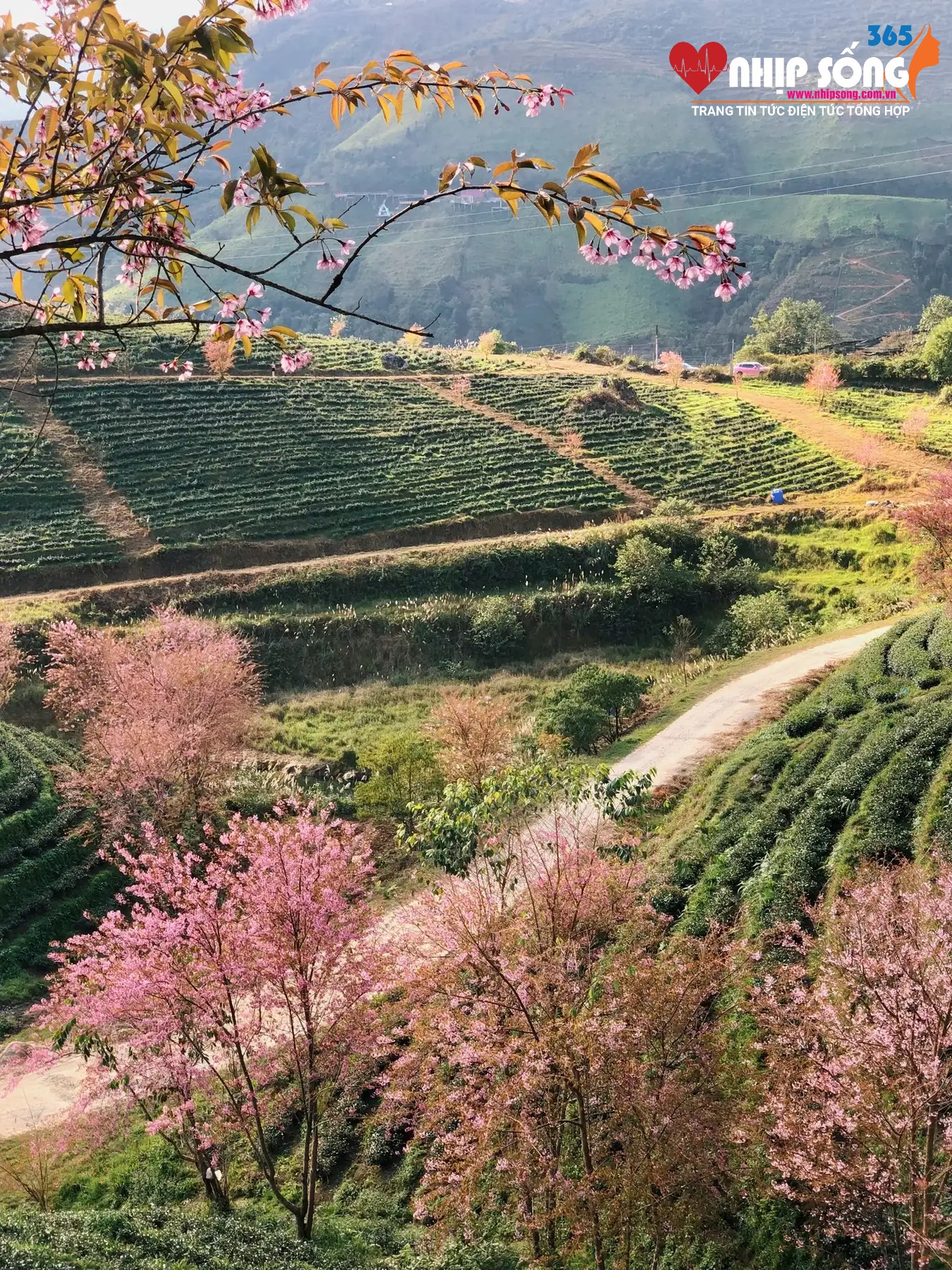 Khu đồi chè rất rộng và đẹp, đi dạo cả buổi chiều vẫn tìm thấy hàng ngàn góc xinh