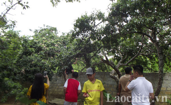 Lên Bắc Hà xem đua ngựa, trải nghiệm hái mận tam hoa.