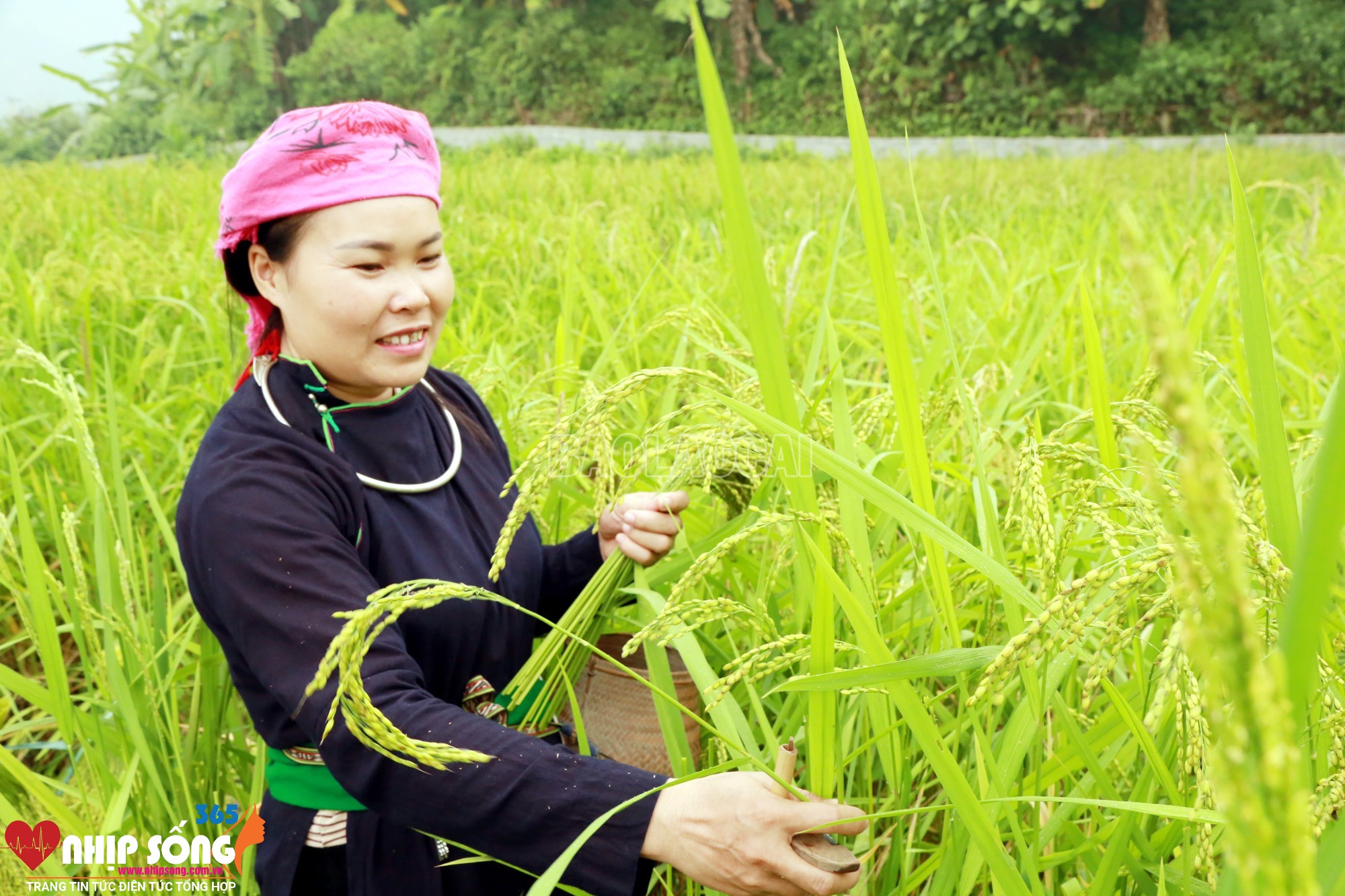 Những bông lúa nếp đang độ mẩy sữa là nguyên liệu làm ra hạt cốm thơm ngon.(Ảnh Báo Lào Cai)