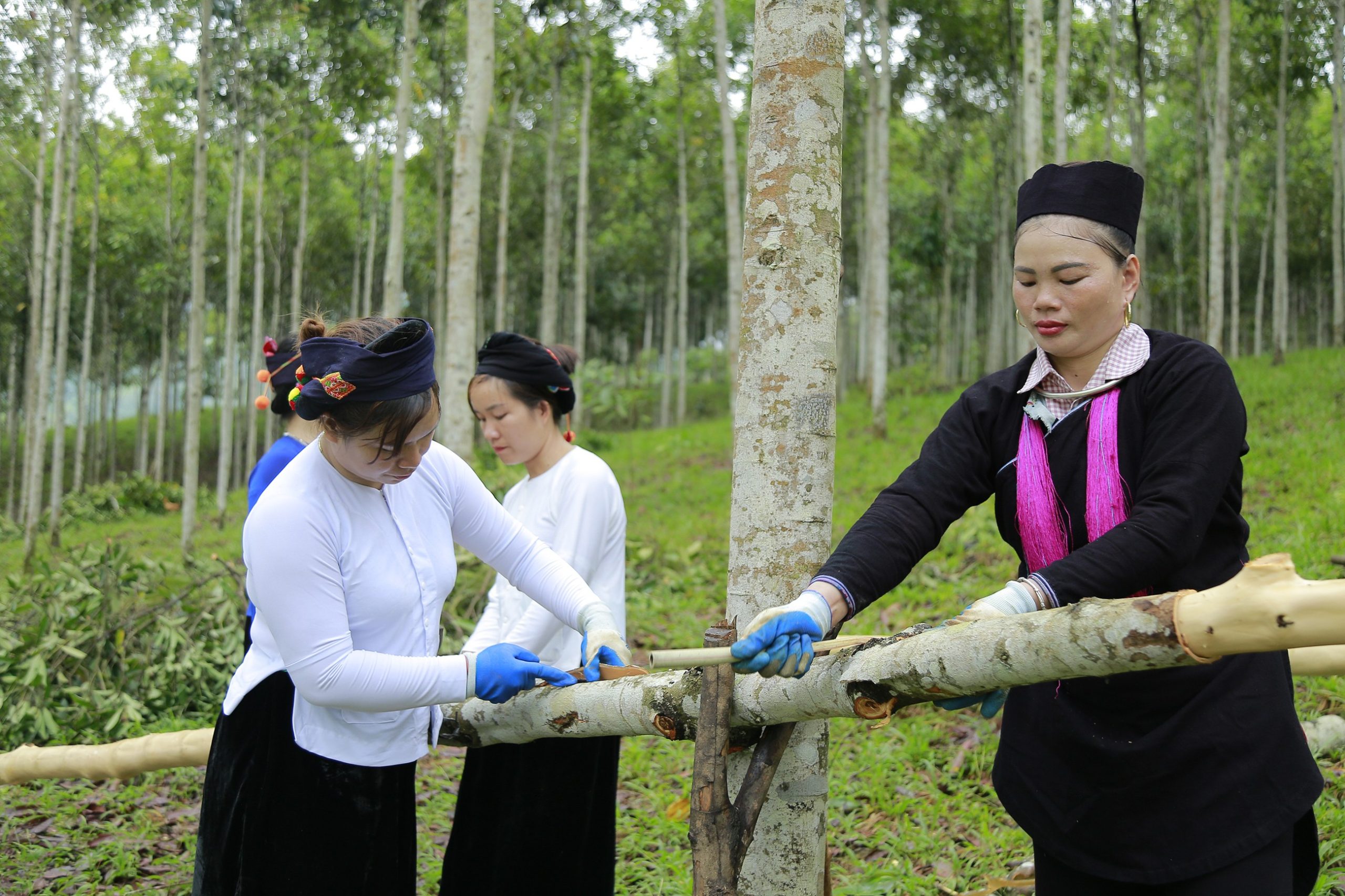 Nông dân xã Xuân Hòa thu hoạch quế.