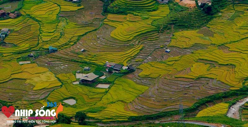 (Nguồn: Nguyễn Quỳnh Trang Chu)