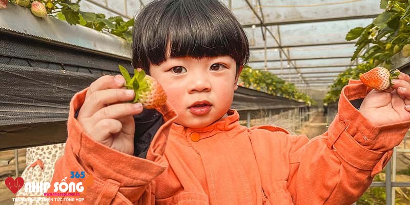 Một du khách nhí vô cùng đáng yêu trải nghiệm hái dâu tại vườn dâu Tả Phìn. (Nguồn: Tình Nhi)