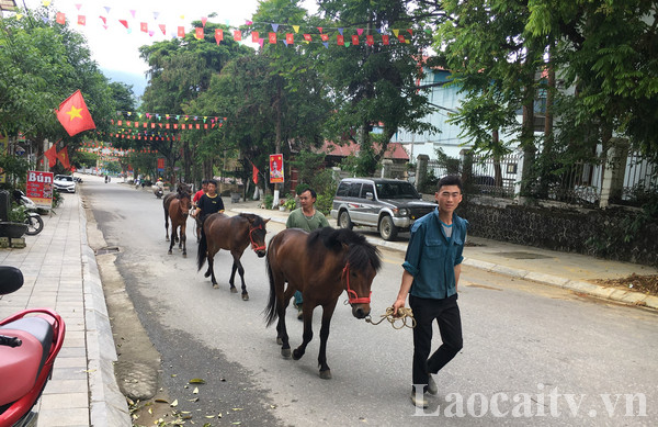 Chính những chú ngựa thồ, những nài ngựa nông dân chân chất đã tạo nên sức hấp dẫn của giải đua ngựa.