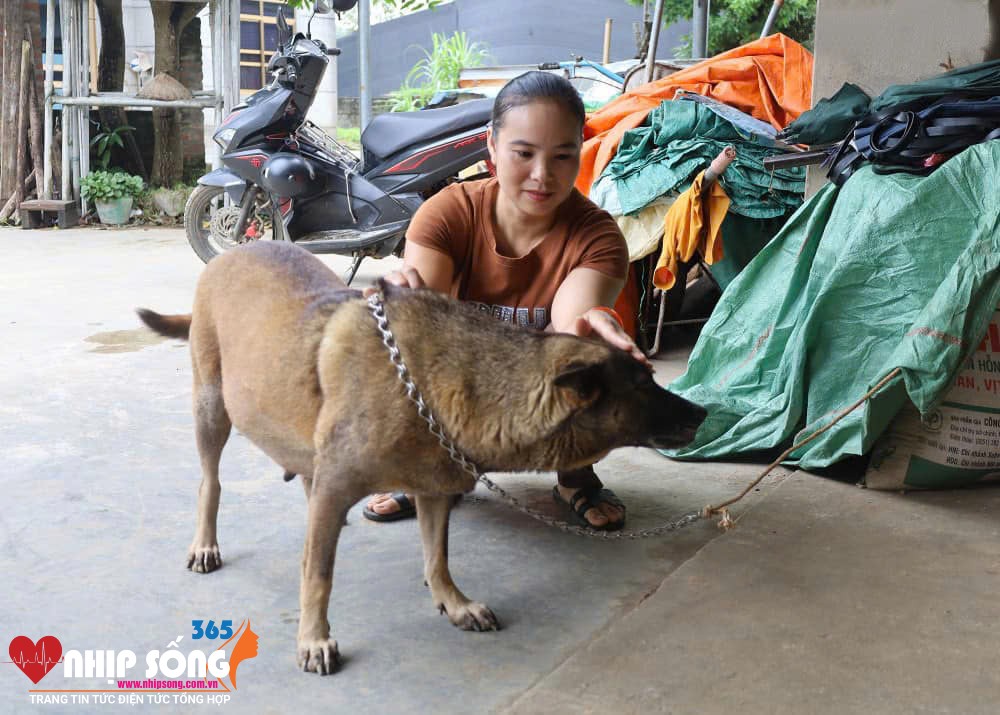 Hộ dân nuôi chó chủ động xích, nhốt để đảm bảo an toàn.