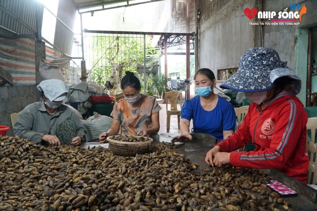 Cau khô thành phẩm được phân loại kỹ càng trước khi xuất bán cho các thương lái (Ảnh: Thanh Tùng).