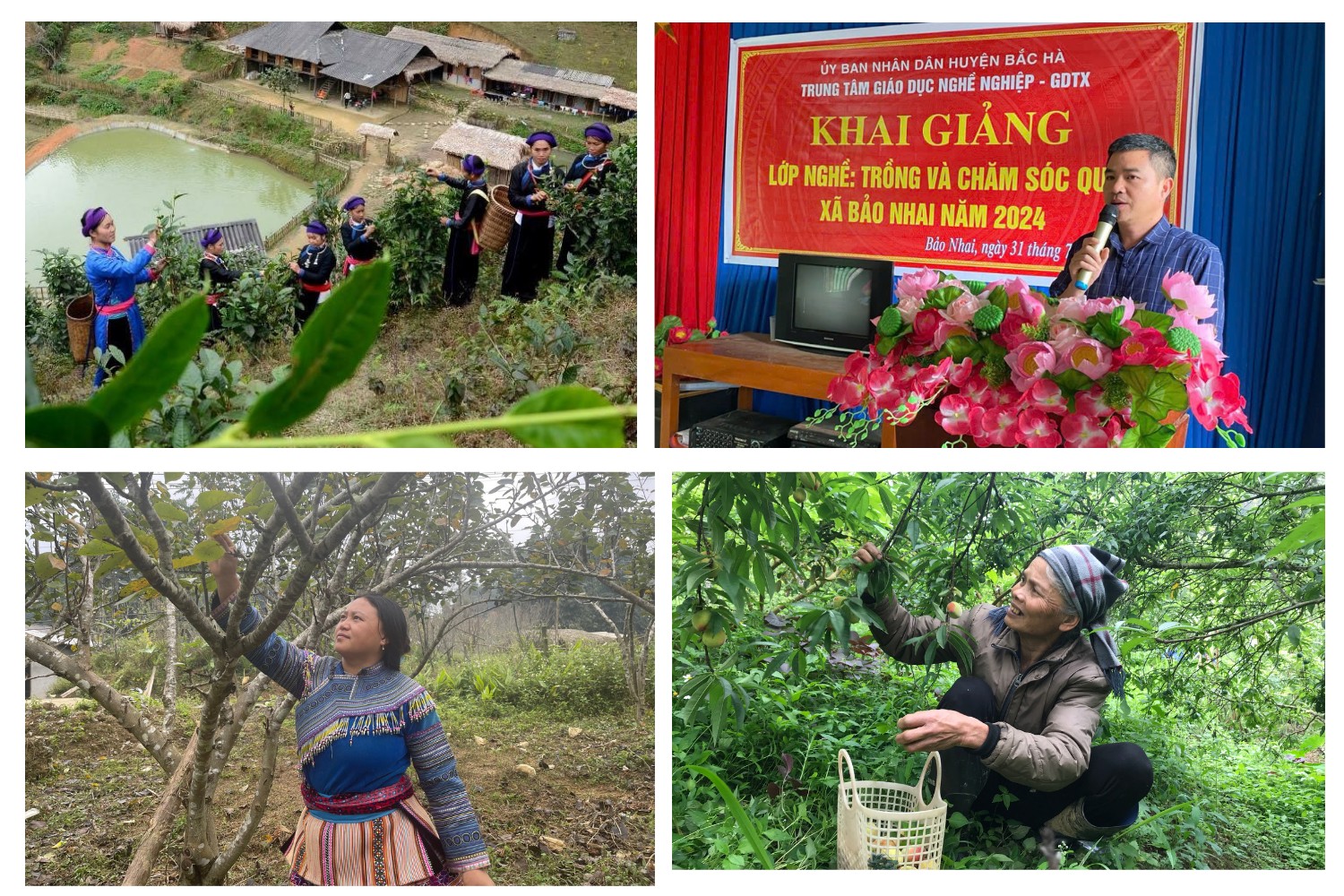 Nhờ tham gia các lớp đào tạo nghề ngắn hạn, người dân trên địa bàn huyện Bắc Hà đã biết áp dụng kỹ thuật vào trồng trọt, chăn nuôi (Ảnh Báo Lào Cai).