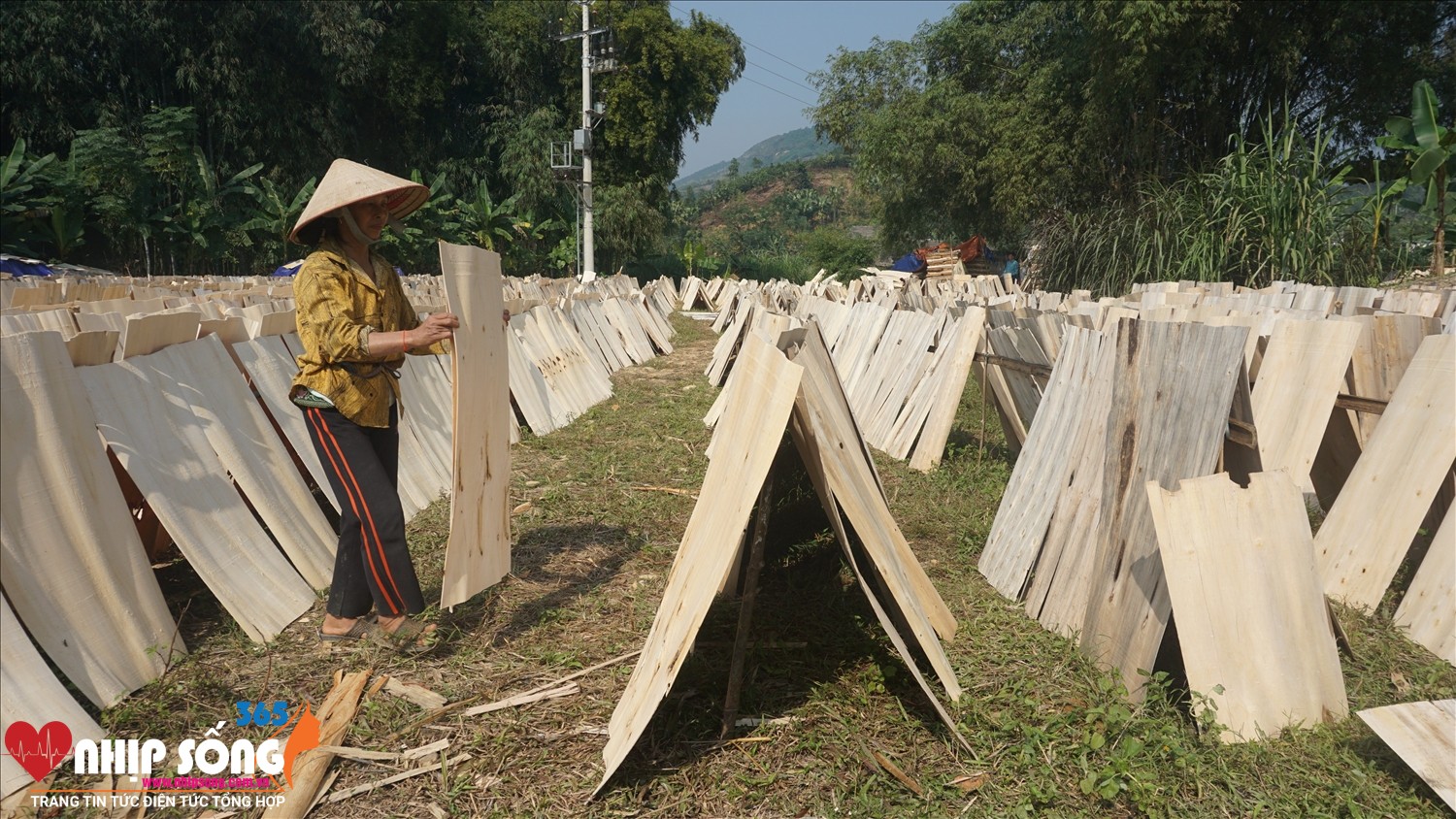 Người dân vùng cao cải thiện thu nhập từ rừng