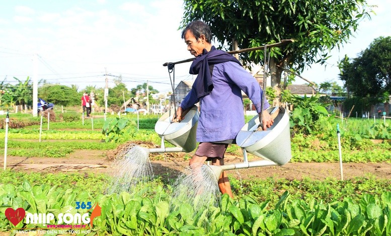 Làng Trà Quế có 202 hộ dân tham gia hoạt động trồng rau với 326 lao động trực tiếp trên diện tích 18 hecta đất canh tác mang lại nguồn thu nhập ổn định