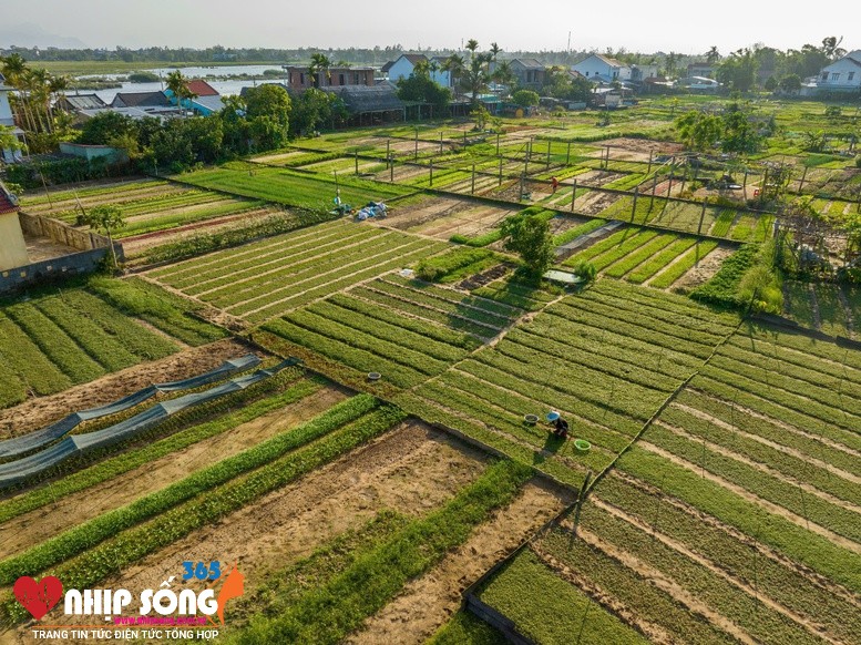 Làng rau Trà Quế là sản phẩm du lịch xanh thu hút du khách trong nước và quốc tế mỗi khi ghé thăm phố cổ Hội An