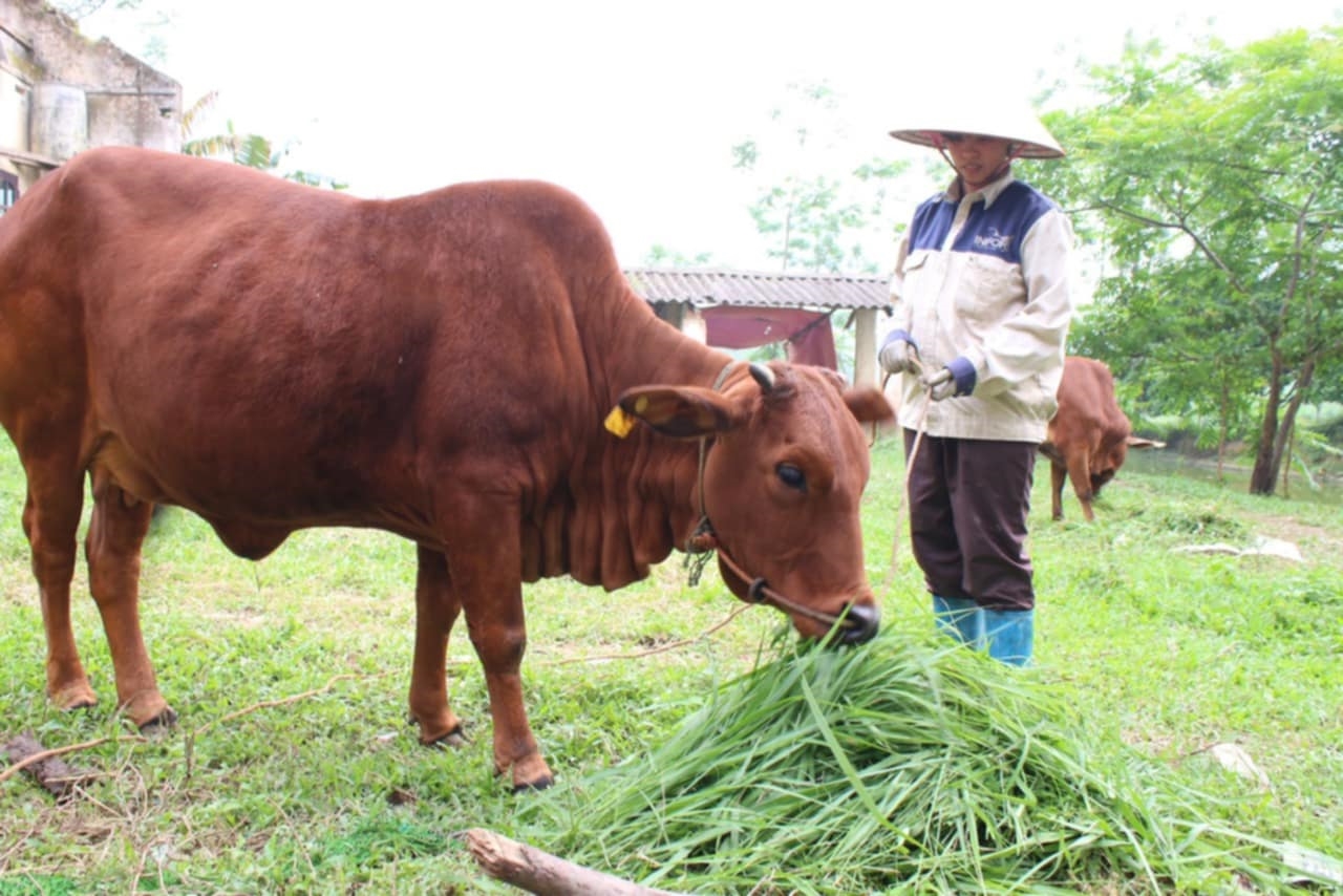 Người dân phấn khởi chăm nuôi bò giống được hỗ trợ