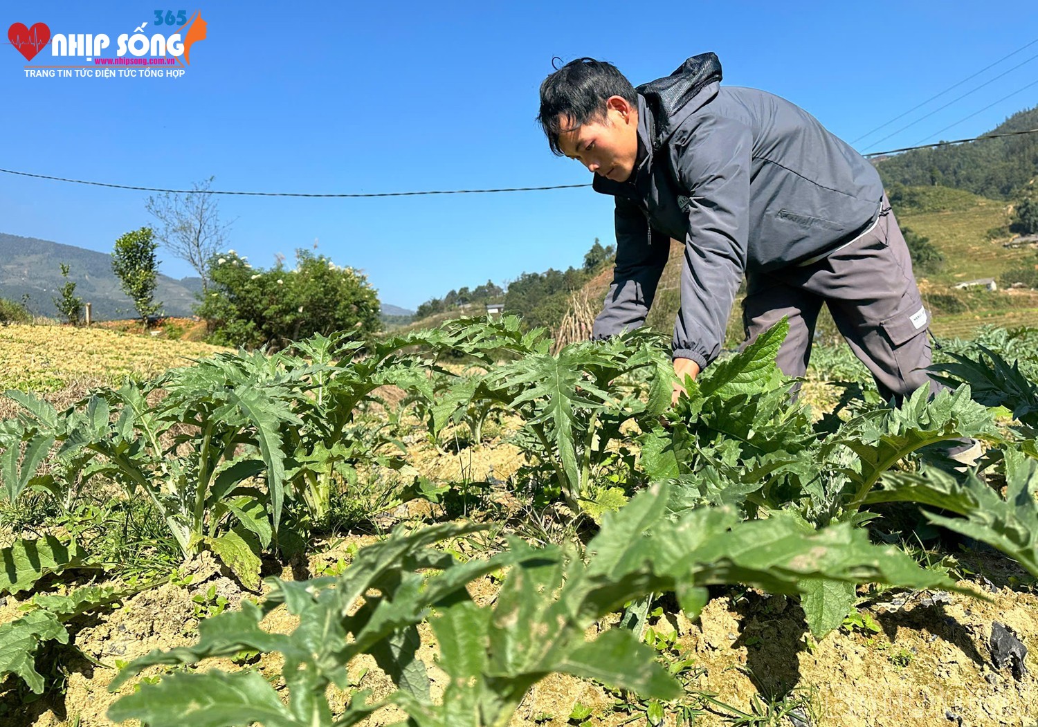 Nông dân phường Hàm Rồng, thị xã Sa Pa thu hoạch lá atiso (Ảnh Báo Lào Cai).