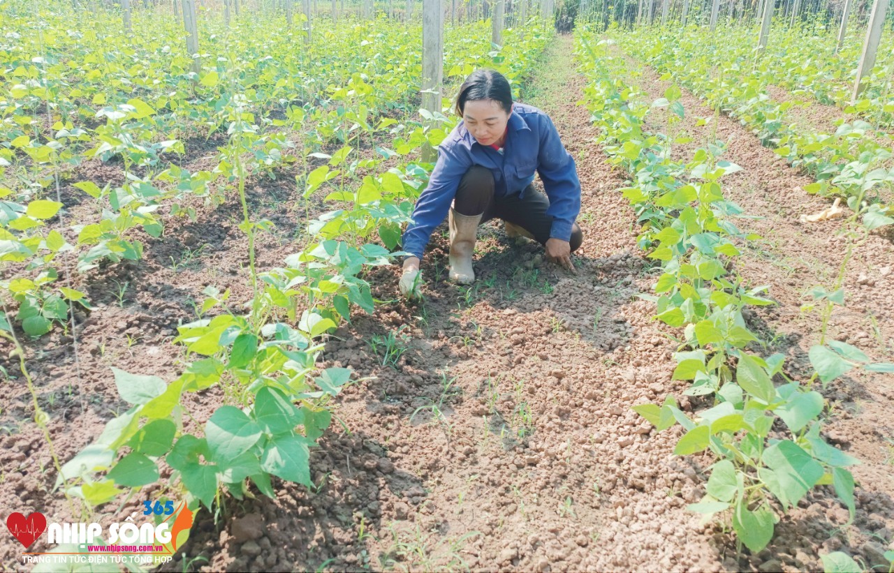 Nông dân chăm sóc cây rau màu vụ đông (Ảnh Báo Lào Cai).