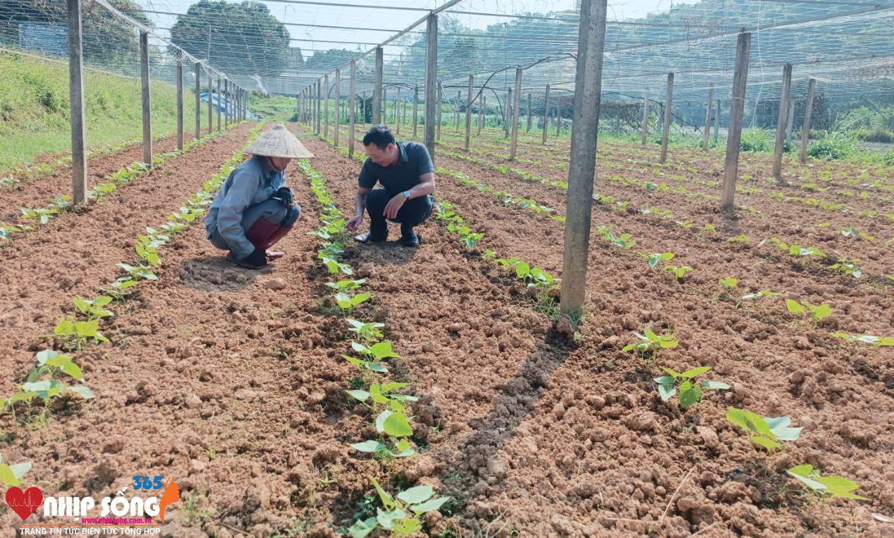 Đến nay, toàn tỉnh gieo trồng được hơn 4.500 ha cây trồng vụ thu - đông (Ảnh Báo Lào Cai).