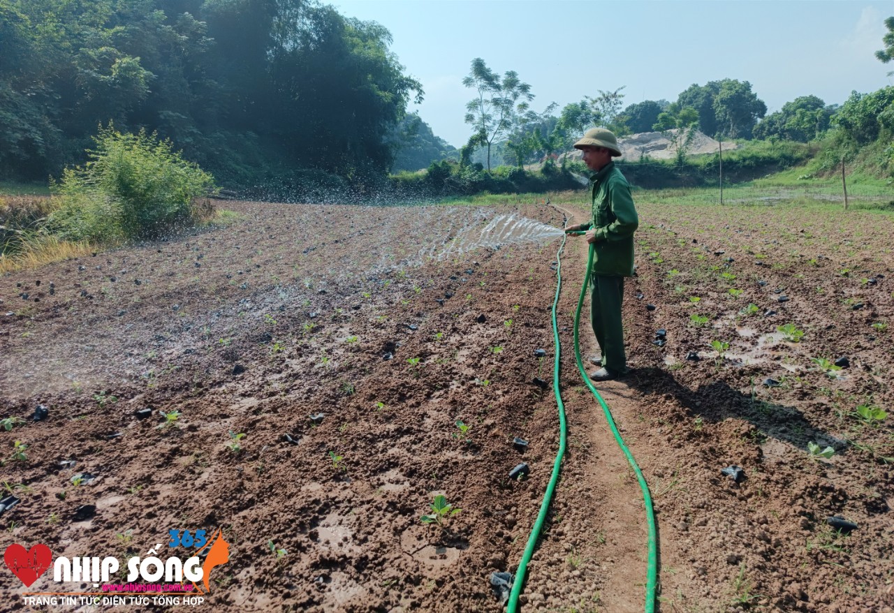 Nông dân tập trung nhân lực gieo trồng cây vụ đông (Ảnh Báo Lào Cai).