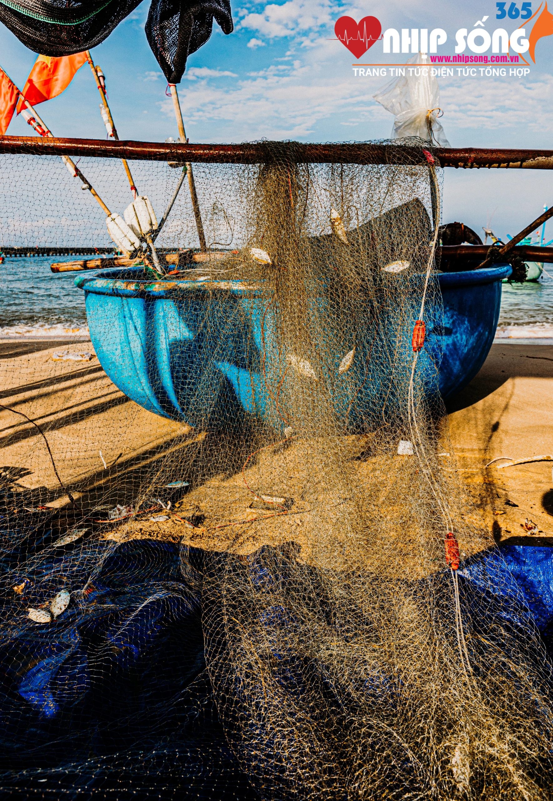 Cá trích và cá ngân chỉ vàng được ngư dân đánh bắt bằng lưới sợi truyền thống