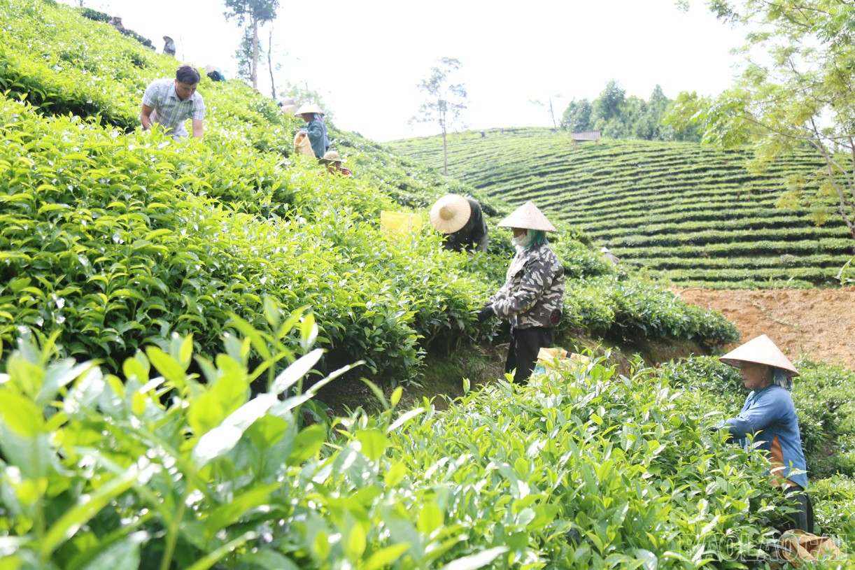 Nông dân Mường Khương có thu nhập ổn định từ cây chè (Ảnh Báo Lào Cai).