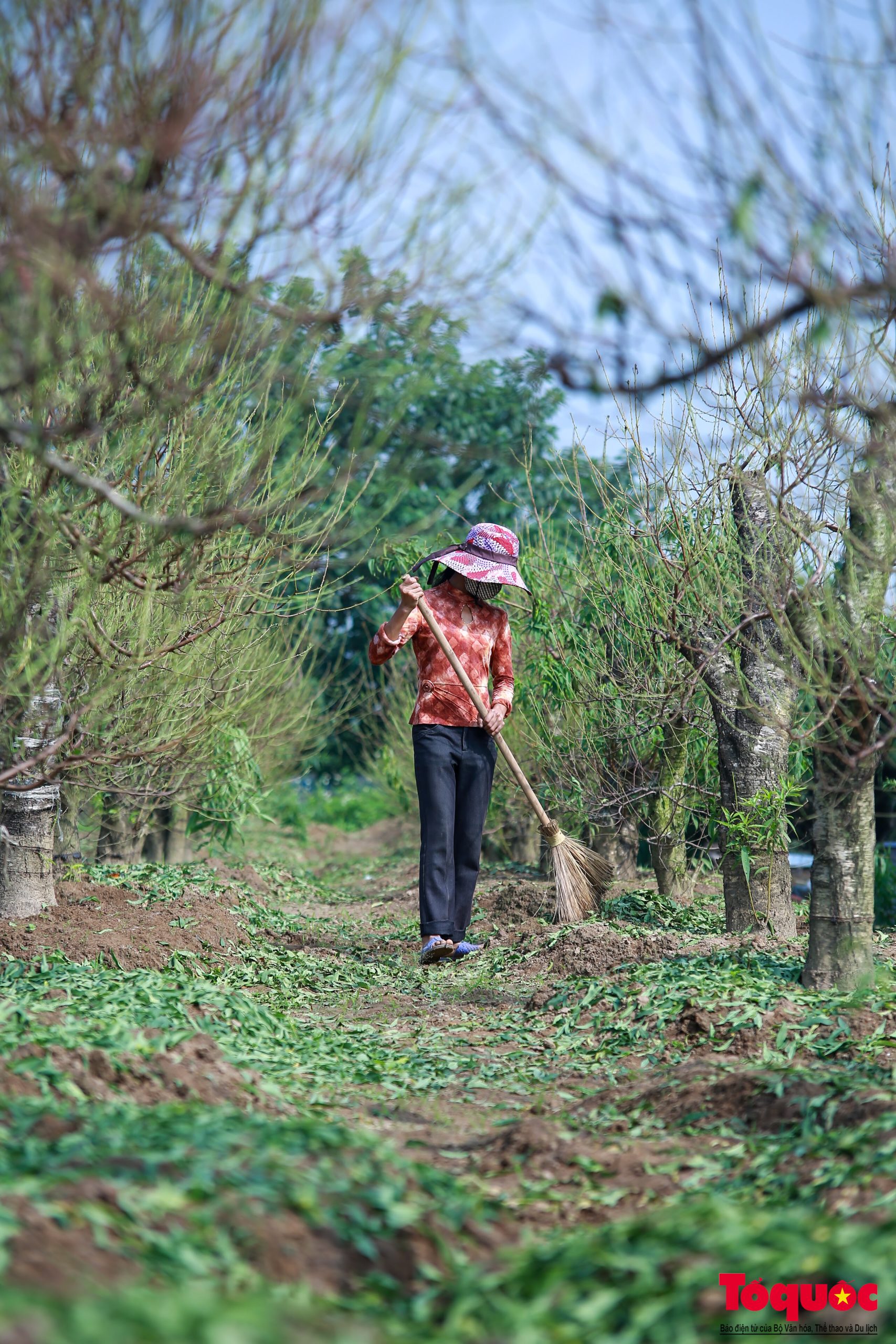 ha noi nguoi dan lang dao tat bat tuot la duong nu chuan bi don tet nguyen dan16 17326828523921851143774 scaled