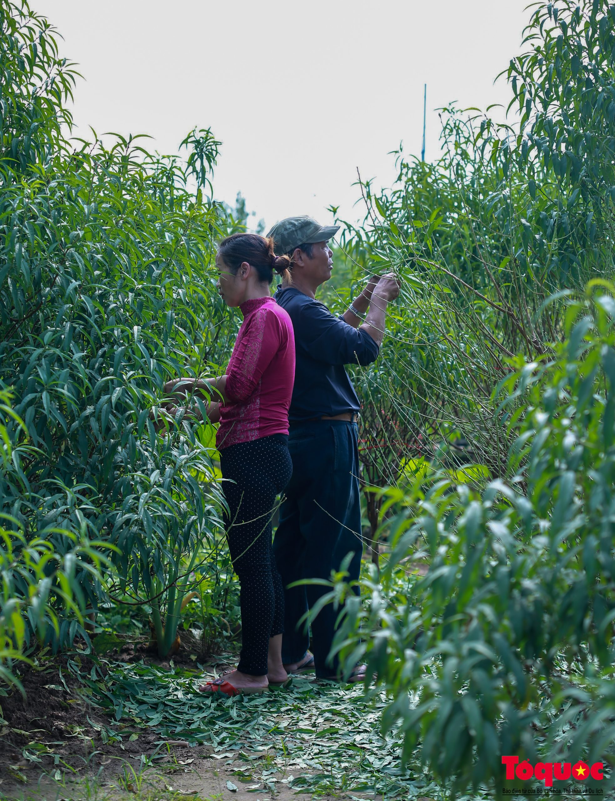 Để không lỡ hẹn dịp Tết, các chủ vườn thường thuê người tuốt lá trước Tết Nguyên đán 30-45 ngày.