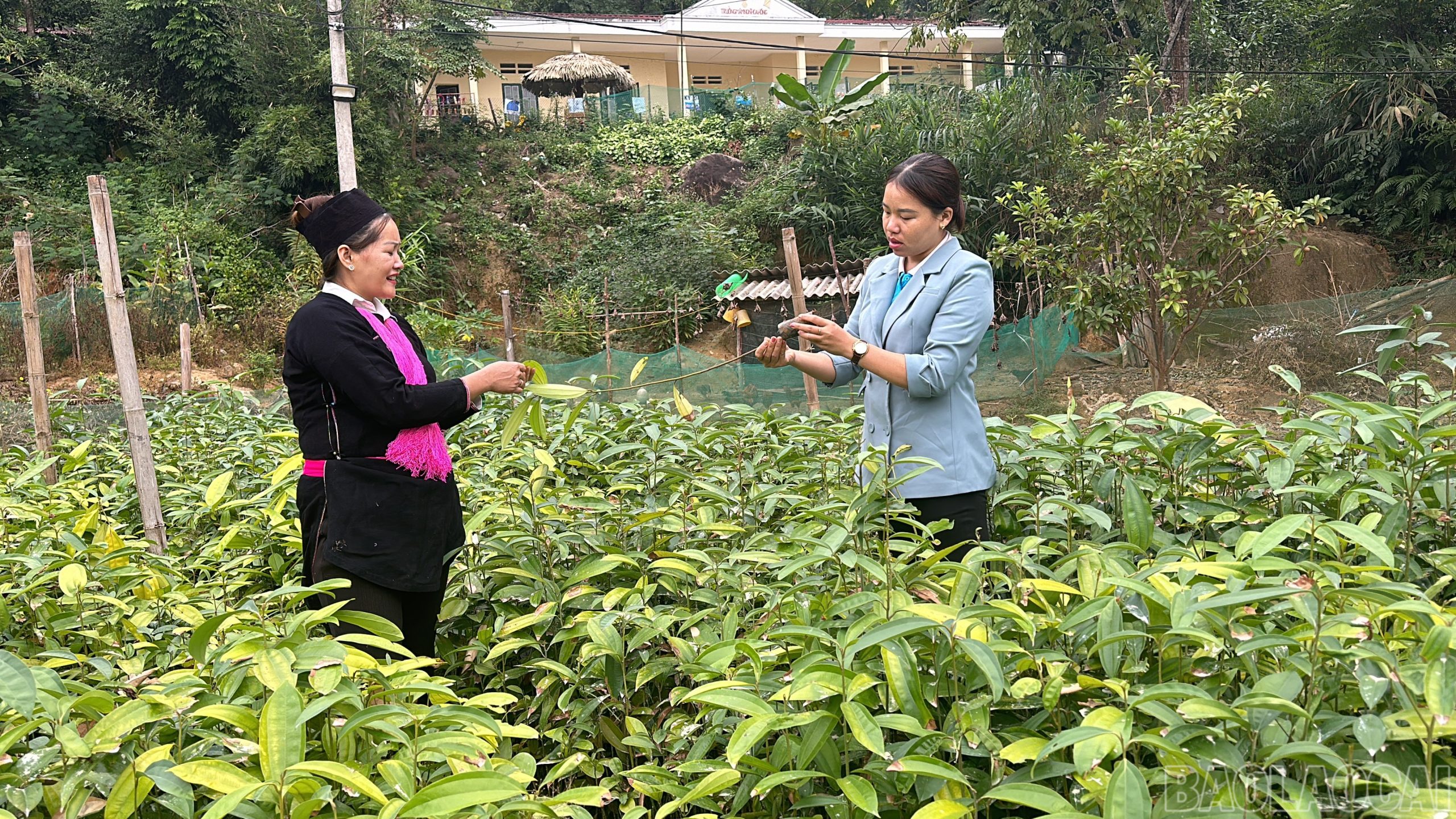 Chị Tâm ươm quế giống bán cho bà con trong thôn.