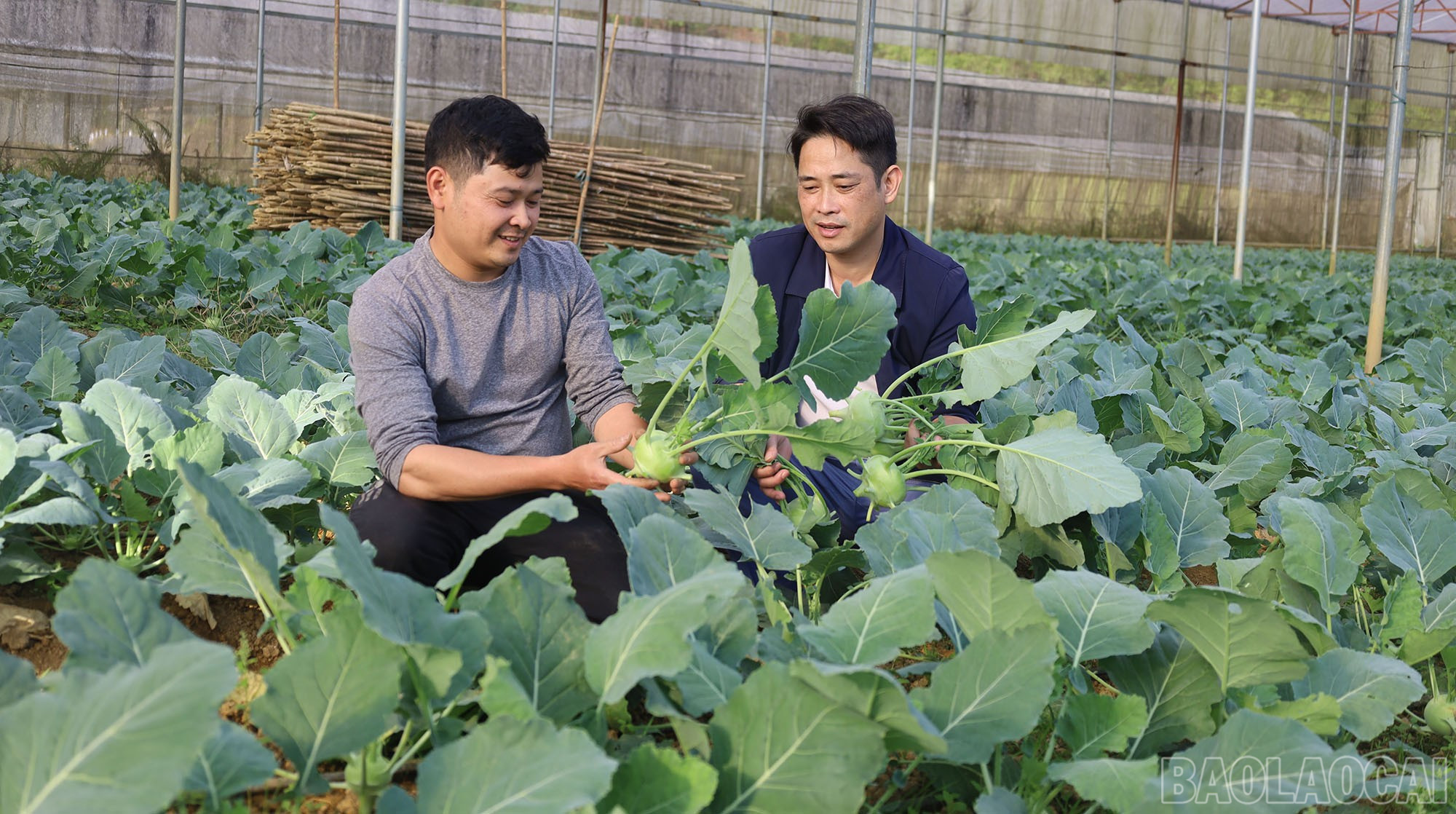 Cán bộ Phòng Nông nghiệp và Phát triển nông thôn huyện hướng dẫn người dân chăm sóc rau an toàn.