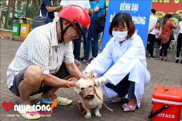 Người dân cần chủ động tiêm phòng dại cho chó, mèo để ngăn chặn lây truyền bệnh dại.