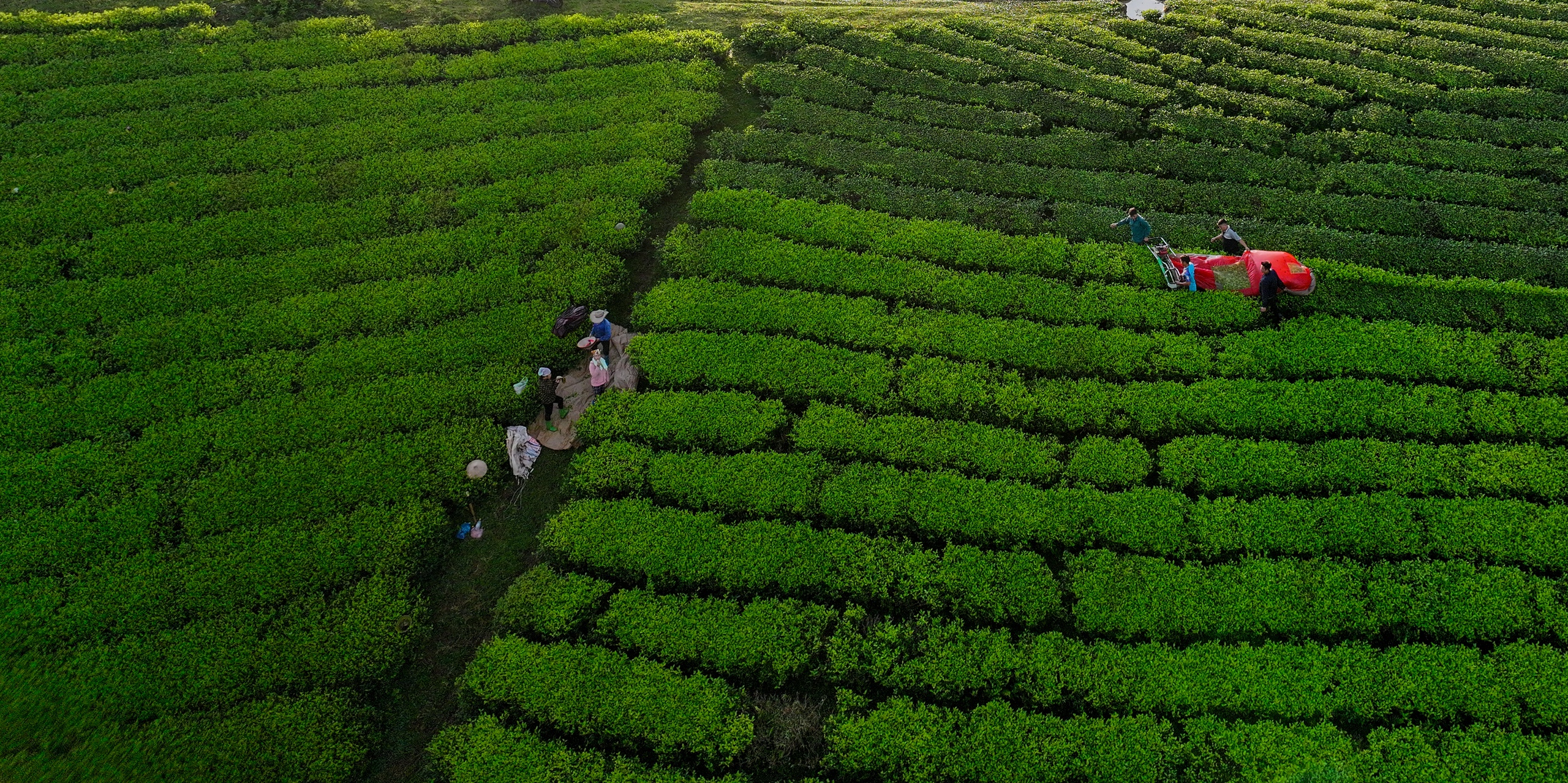 Những đồi chè Long Cốc vừa là nguồn sinh kế của người dân địa phương, vừa là một trong những điểm thu hút du lịch của Phú Thọ.