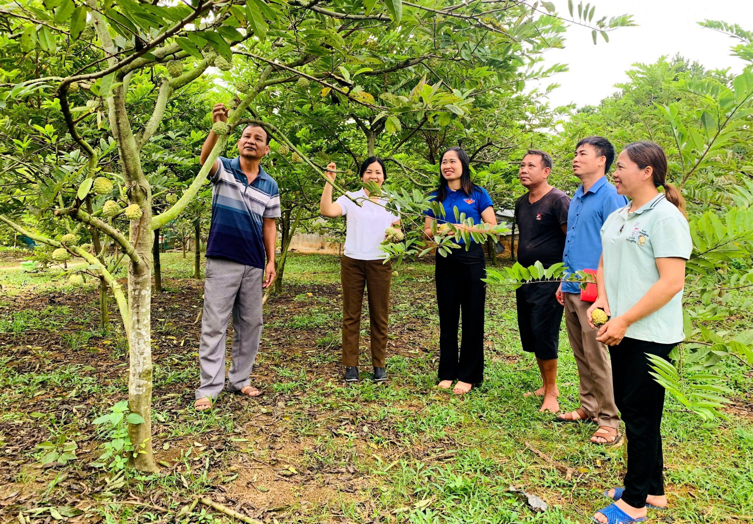 Người dân xã Thái Niên, huyện Bảo Thắng tận dụng lợi thế để phát triển các cây ăn quả chủ lực, mang lại thu nhập cao. Ảnh: CTV.