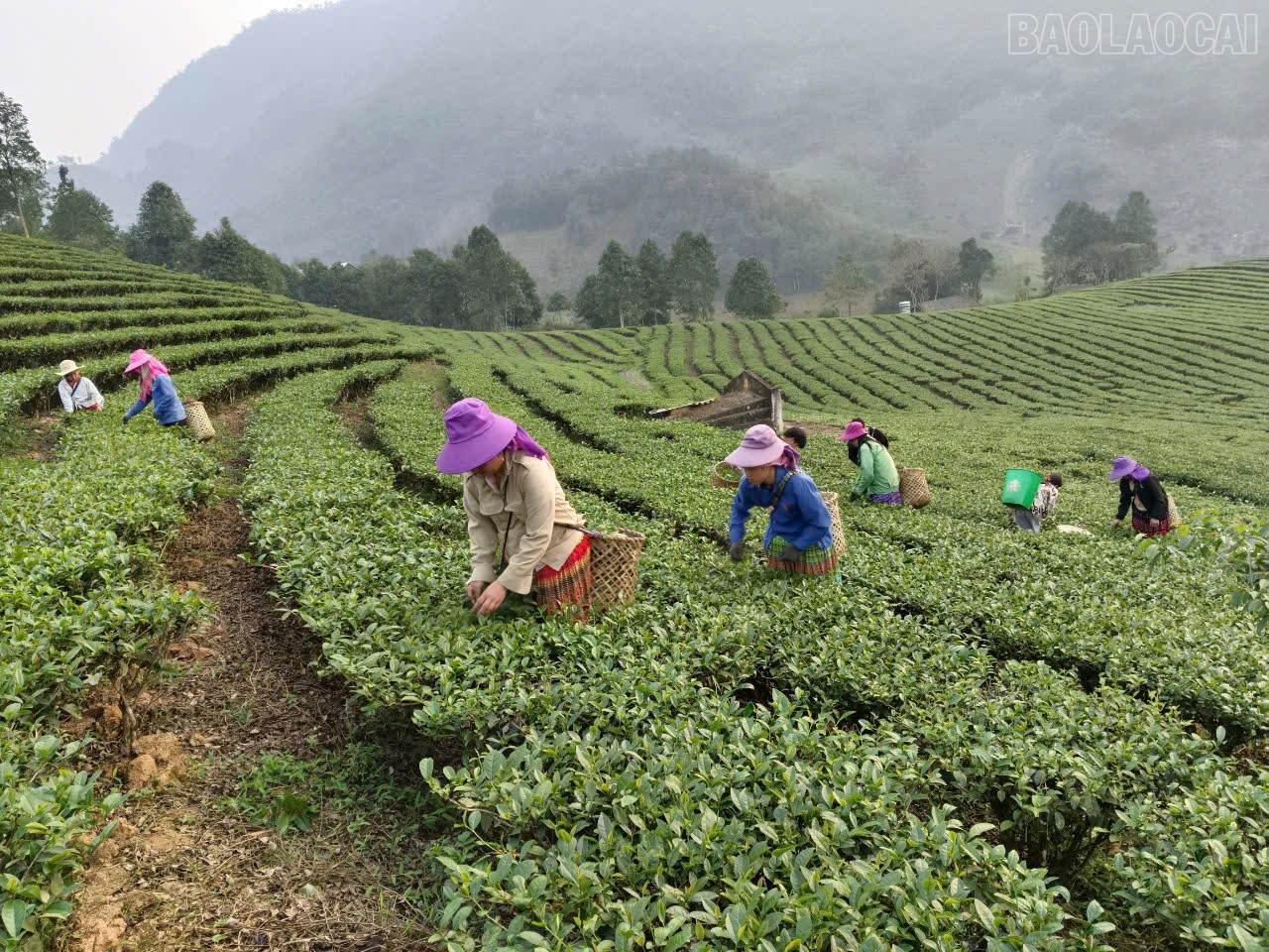 Tận dụng lợi thế về lao động, điều kiện tự nhiên, người dân trong huyện tích cực phát triển kinh tế.