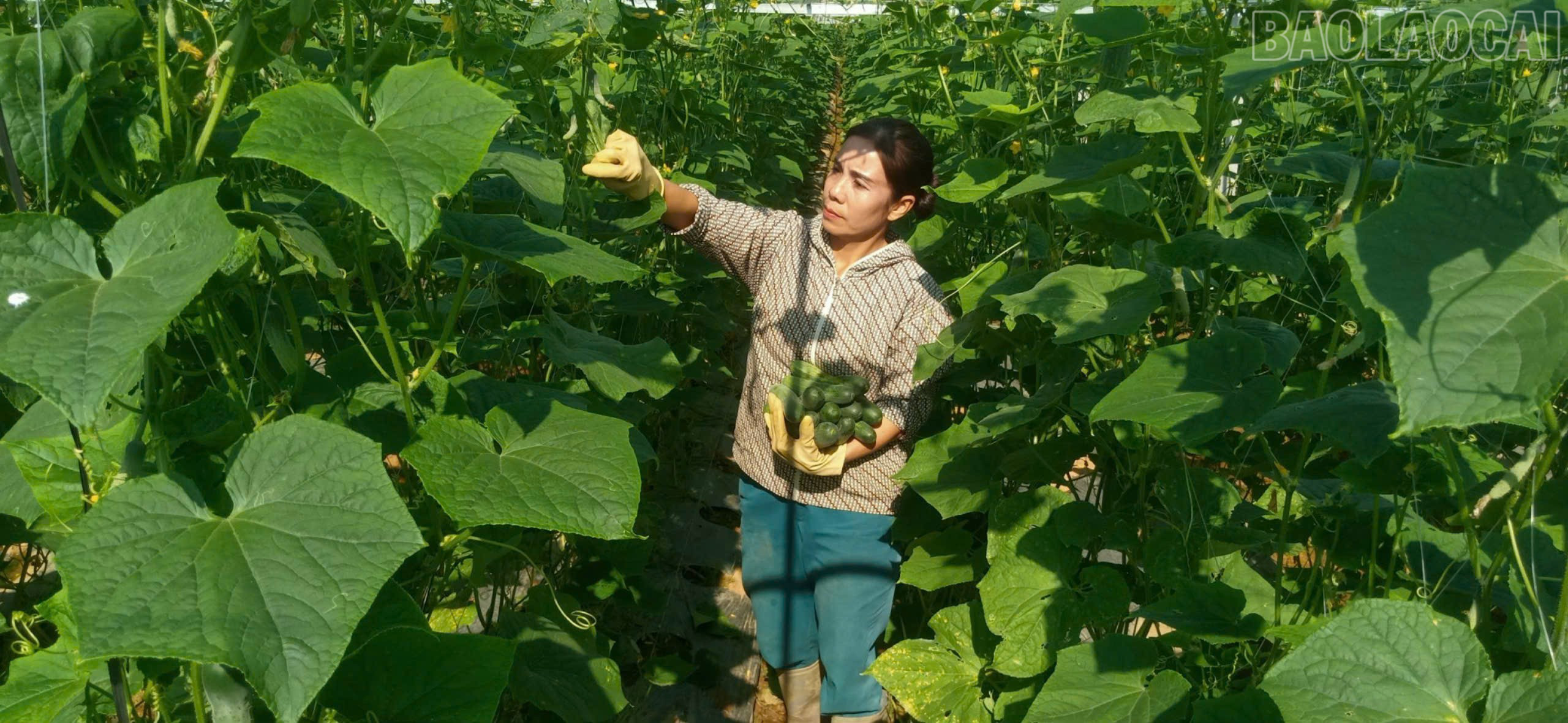 Nông dân ý thức, quyết tâm cao để phát triển kinh tế, giảm nghèo bền vững, phấn đấu có thu nhập khá, giàu.