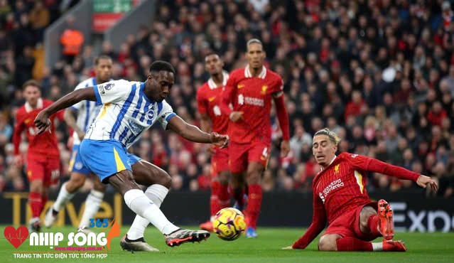 Brighton để thua Liverpool đầy tiếc nuối ở vòng trước