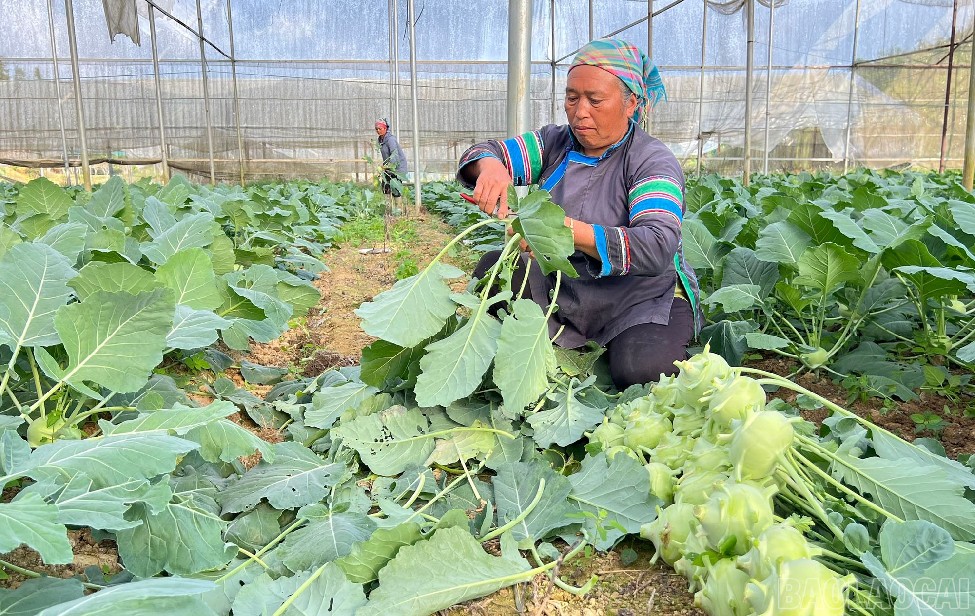 Sản phẩm rau của huyện Bắc Hà được trồng theo hướng hữu cơ, an toàn nên có giá bán cao và thị trường tiêu thụ ổn định.