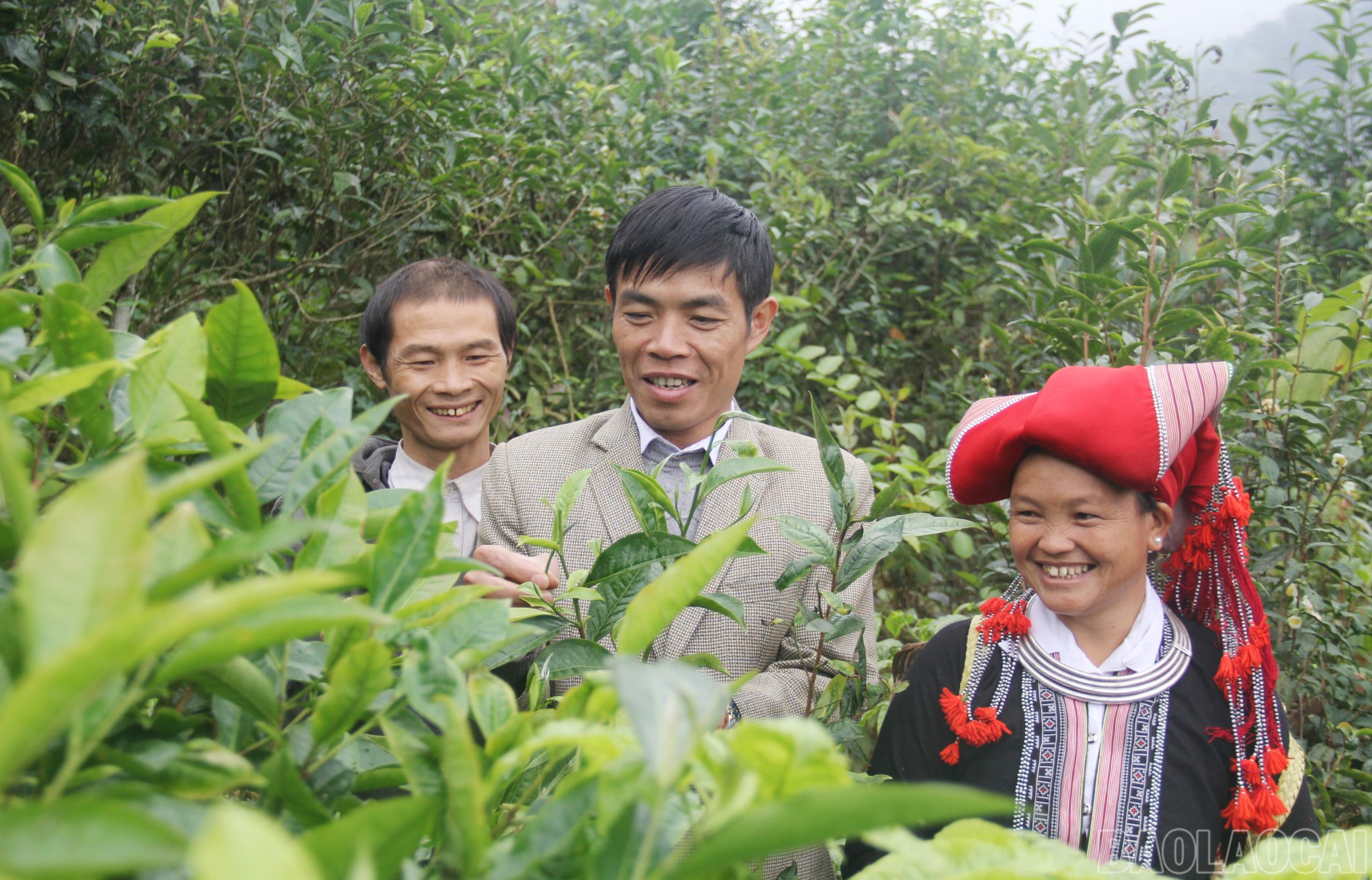  Hiện, thu nhập bình quân đạt hơn 56 triệu đồng/người/năm và đang phấn đấu đạt 65 triệu đồng/người/năm. Tỷ lệ hộ nghèo của xã giảm xuống còn 6,4% ( Ảnh Báo Lào Cai ) 