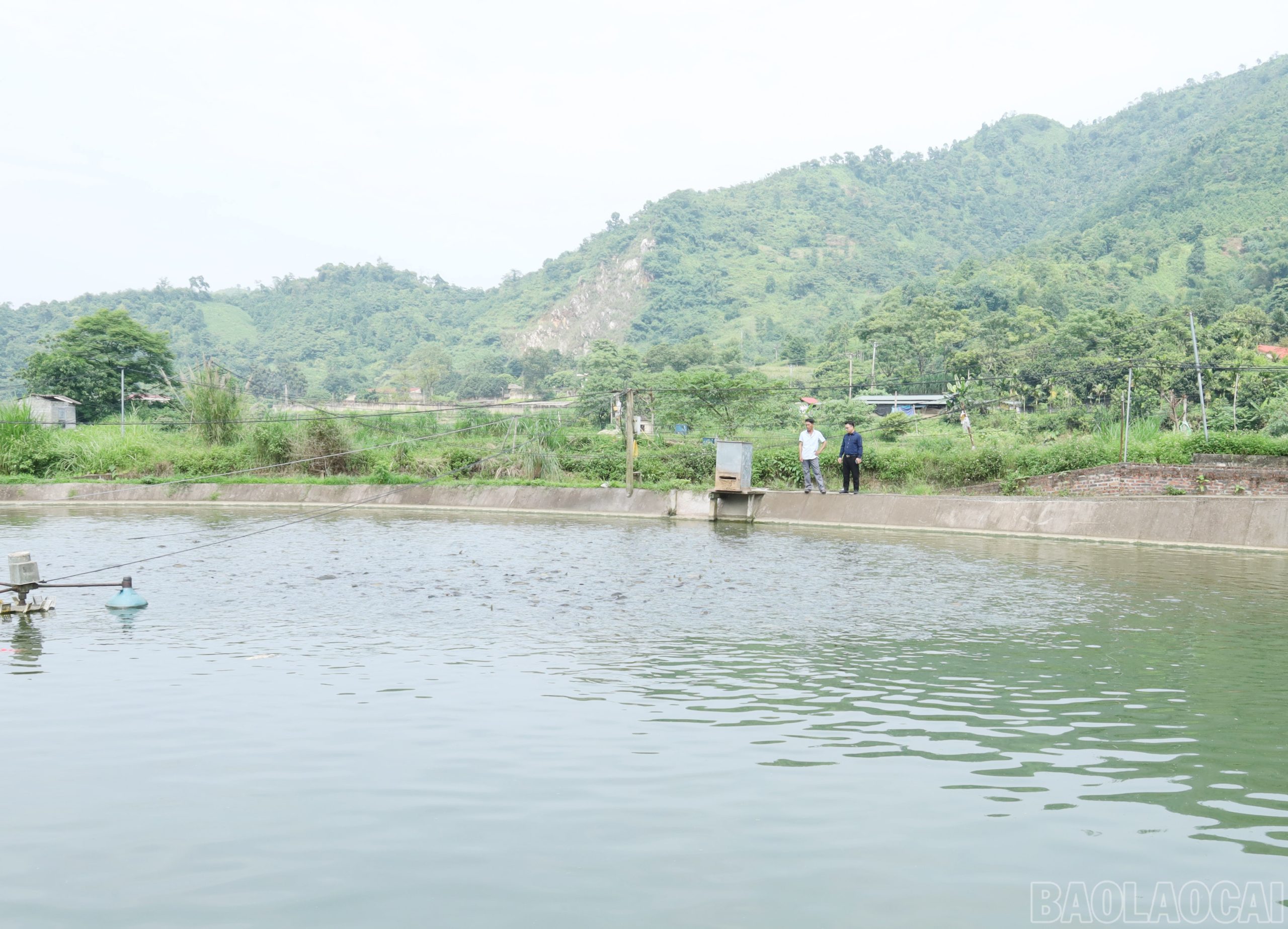 Đặc biệt, các thôn như Đá Đinh 1, 2 đã tiên phong phát triển nuôi cá hàng hóa, mang lại nguồn thu ổn định cho nhiều hộ gia đình. ( Ảnh Báo Lào Cai ) 