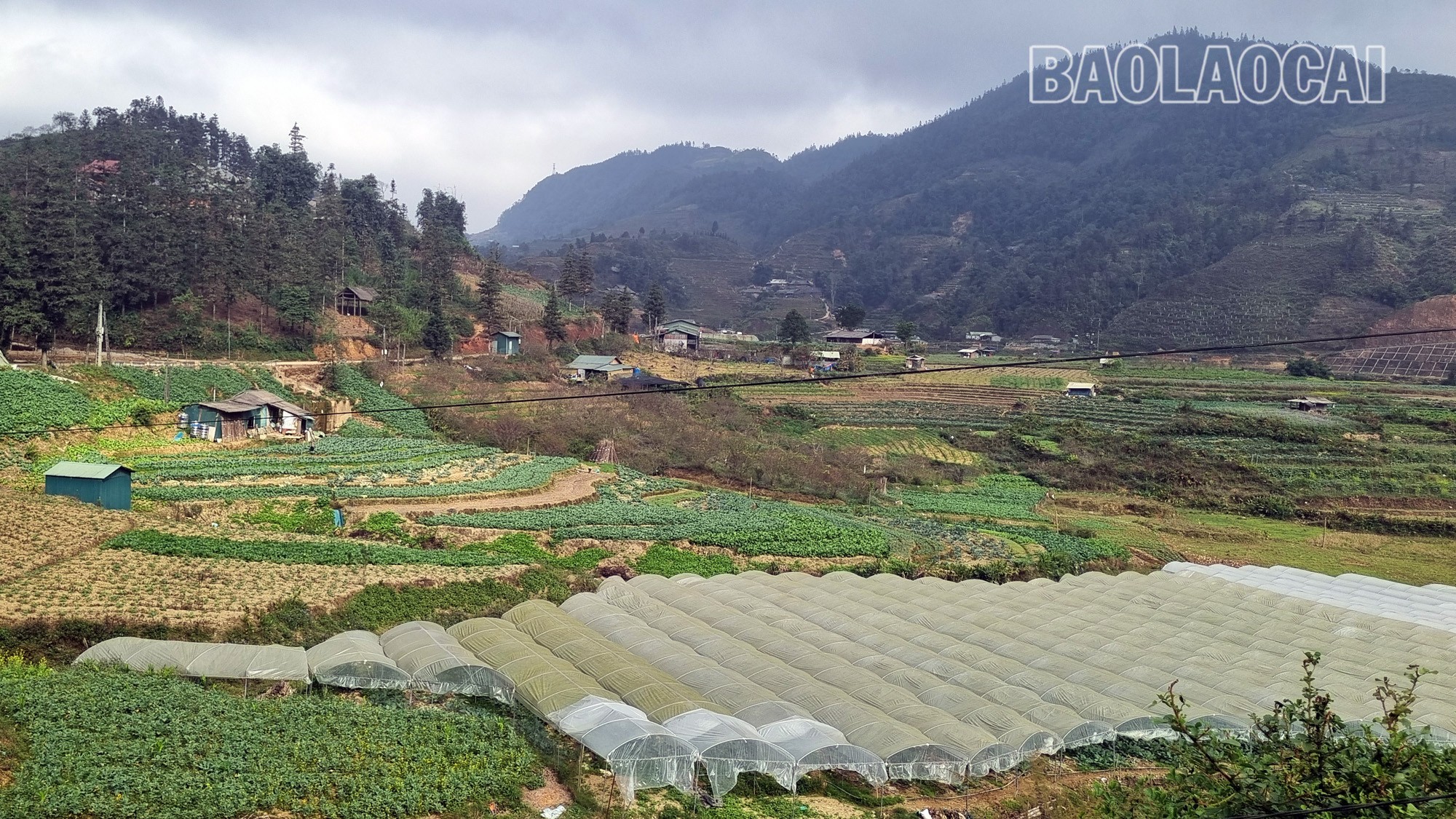 Quá trình phát triển sản xuất nông nghiệp công nghệ cao trên địa bàn thị xã Sa Pa cũng gặp một số khó khăn (Ảnh Báo Lào Cai)