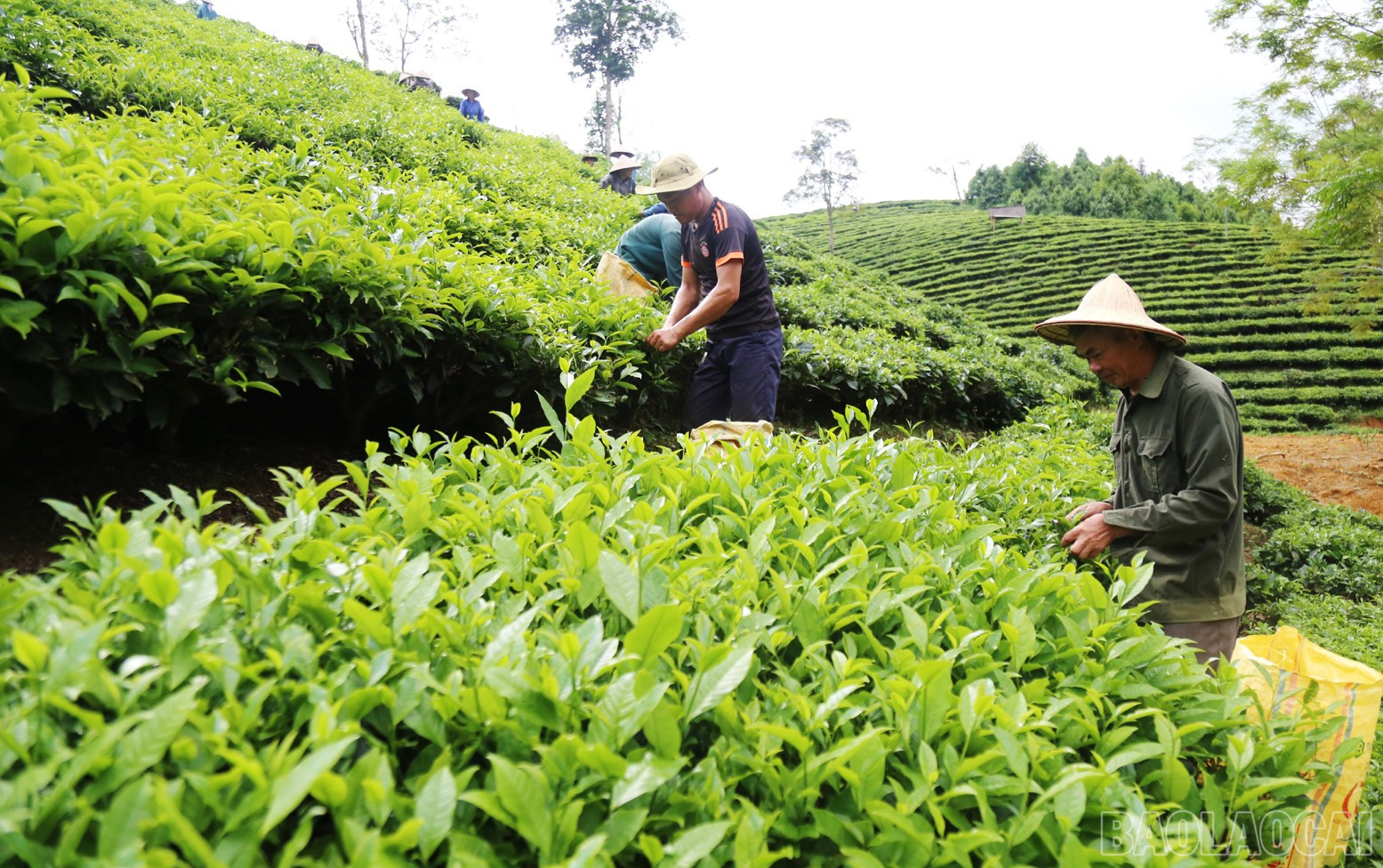 Nông dân Mường Khương có thu nhập ổn định từ cây chè. Ảnh Báo Lào Cai 