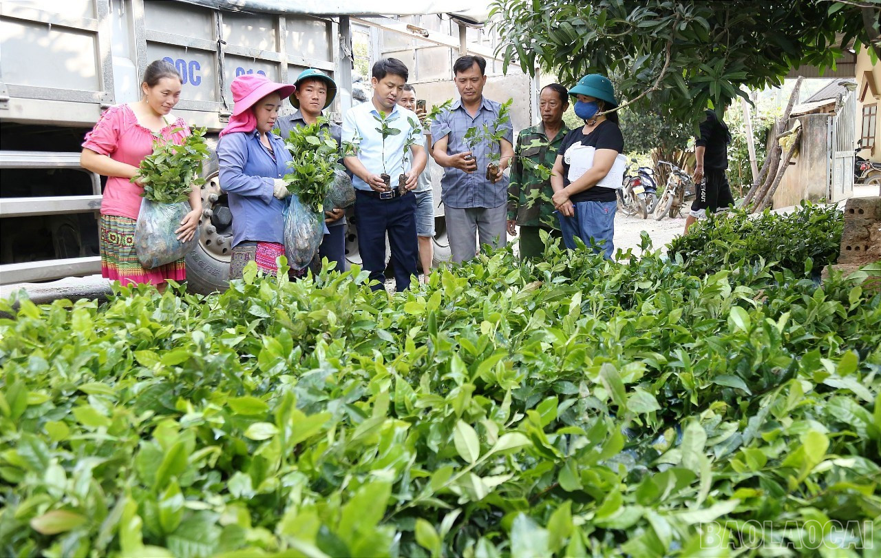 Nông dân Mường Khương được hỗ trợ chè giống để trồng mới. Ảnh Báo Lào Cai 