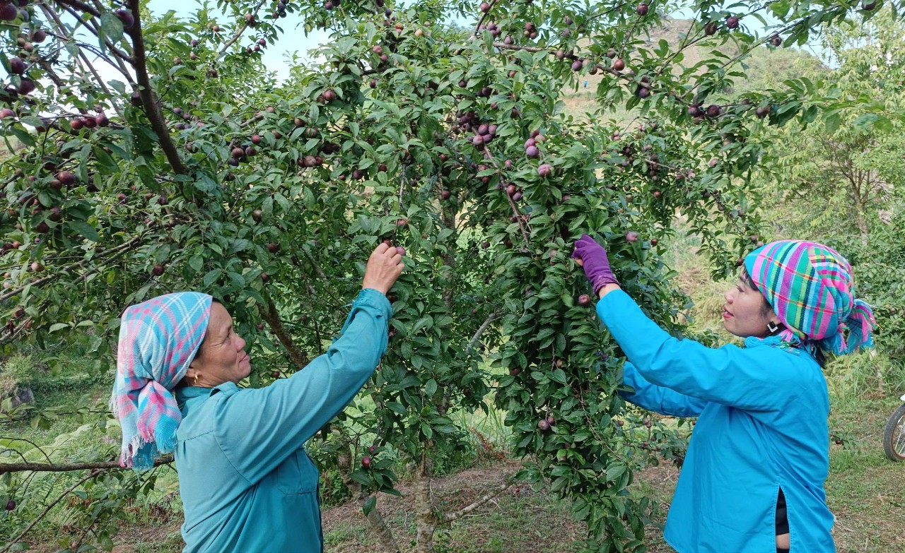 Mận Tả Van chín sớm. Ảnh Báo Lào Cai 