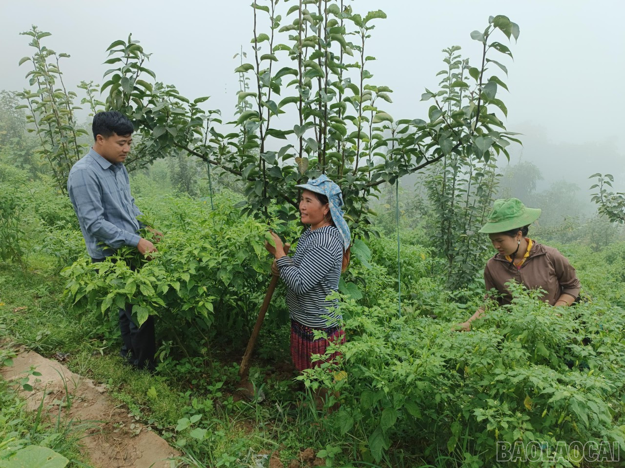 Nông dân Hoàng Thu Phố đưa cây lê Tai nung vào trồng, xen canh ớt địa phương khi cây lê chưa khép tán. Ảnh Báo Lào Cai 