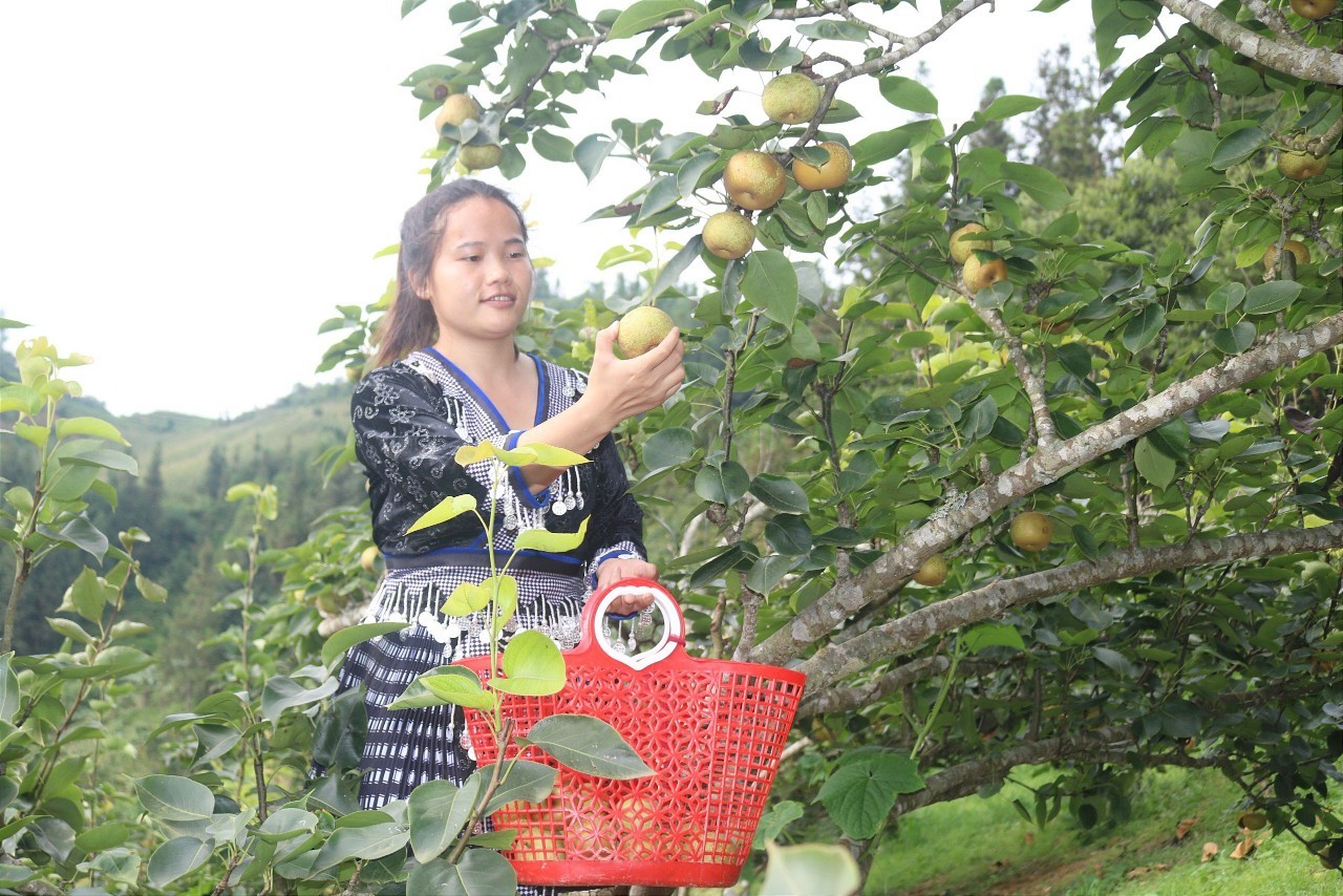 Cây lê Tai nung phát triển rất nhanh, cho quả to, ngọt. 