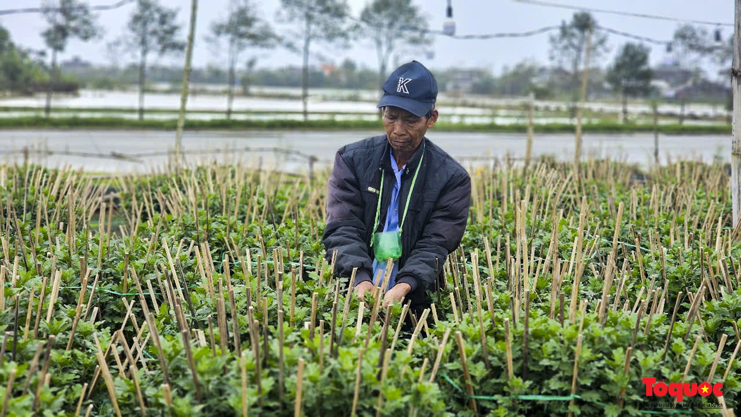 Không khí tại các vườn hoa vui tươi, phấn khởi, không còn cảnh lo lắng vì thời tiết như những năm trước.