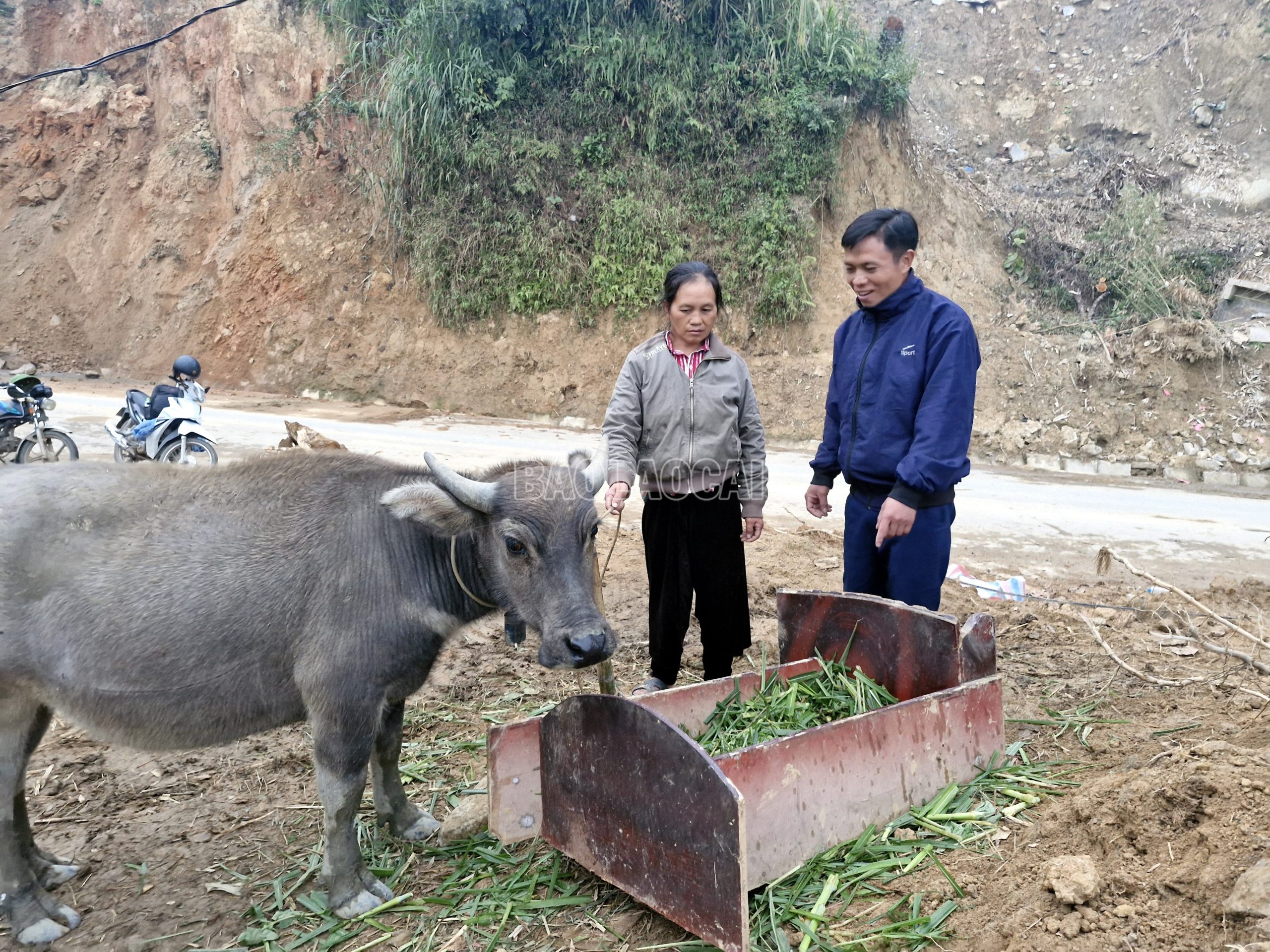 Người dân bị thiệt hại do mưa lũ tại xã A Lù quan tâm chăm sóc trâu được hỗ trợ để phát triển kinh tế gia đình. (Ảnh Báo Lào Cai)