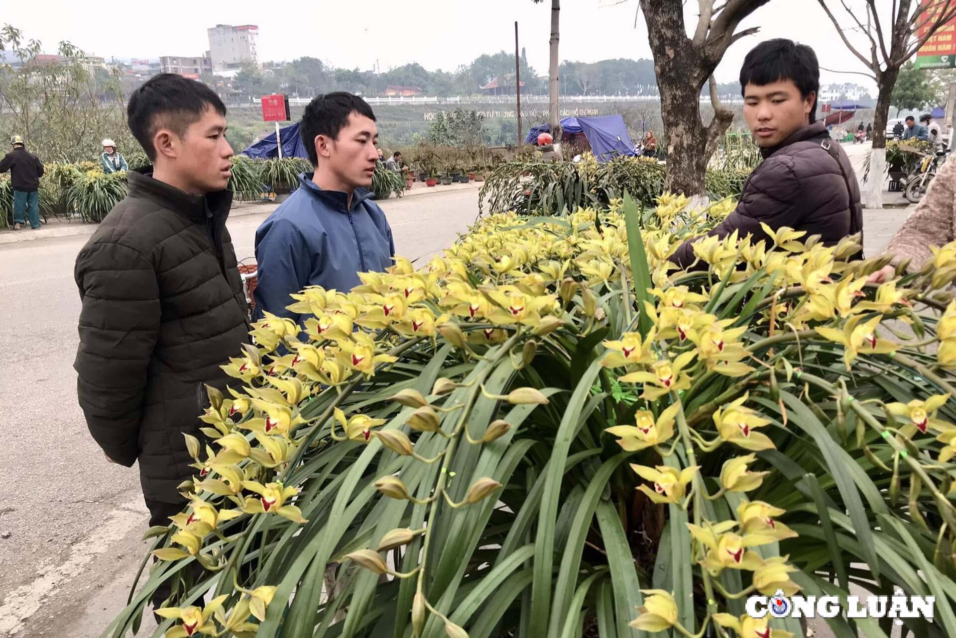 Cơ quan chức năng tỉnh Lào Cai cho biết, năm nay các nhà vườn đã cung ứng khoảng 20.000 chậu địa lan Trần Mộng Sa Pa đạt chuẩn thương mại, với giá bán giữ nguyên như Tết năm ngoái.