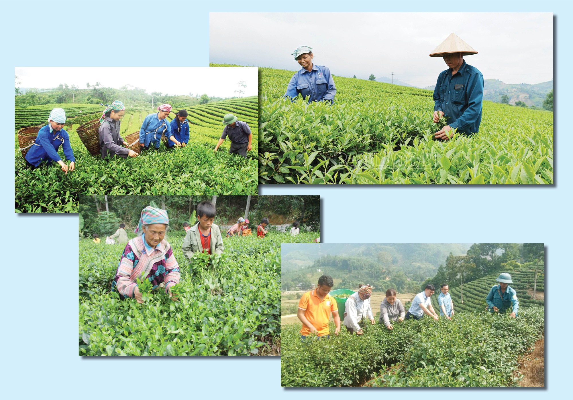 Người dân Bảo Thắng thu hái chè (Ảnh Báo Lào Cai)