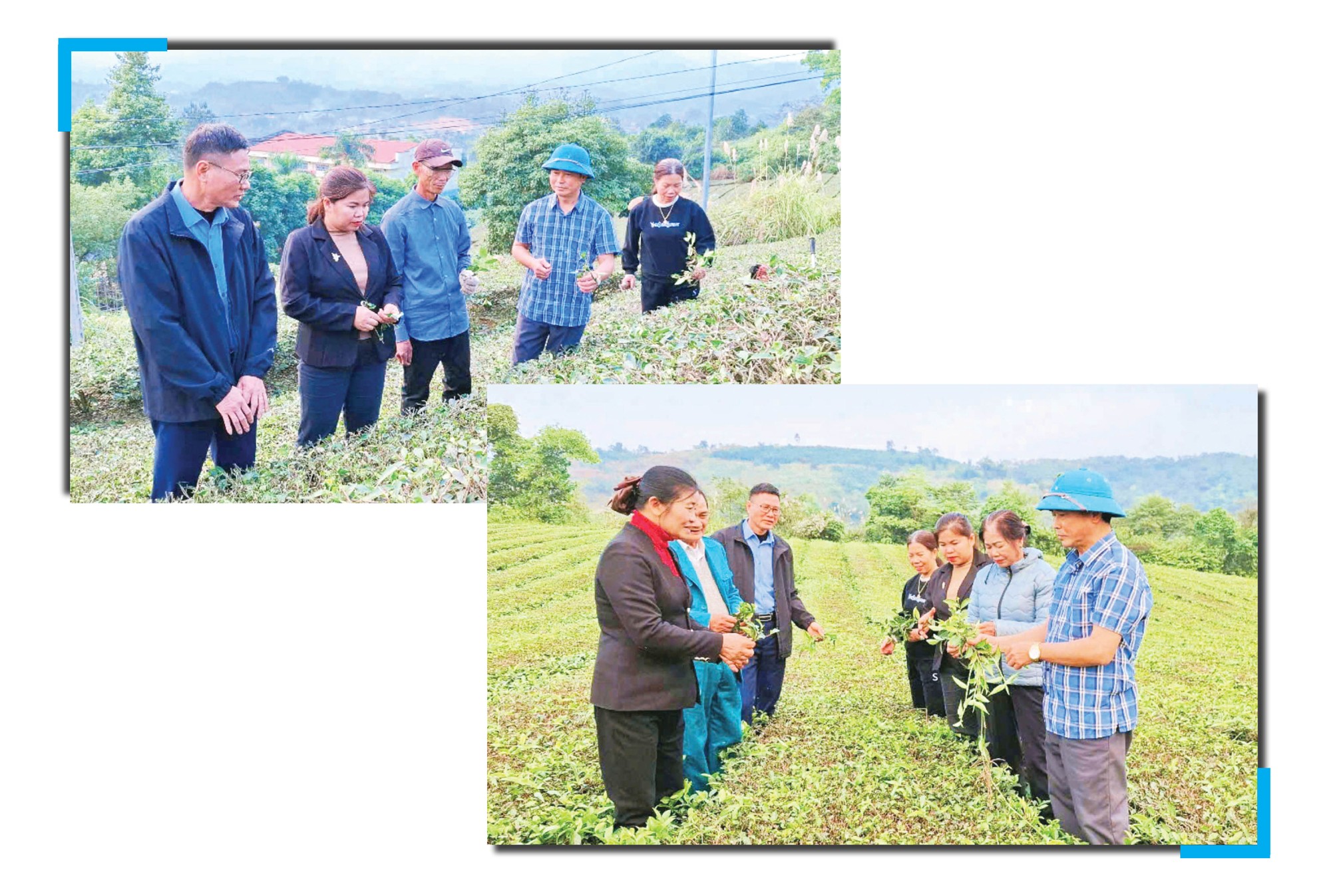 Lãnh đạo xã Phú Nhuận và các đoàn thể huyện tham quan đồi chè của gia đình ông Nguyễn Hữu Lý và gia đình anh Nguyễn Văn Long (Ảnh Báo Lào Cai)