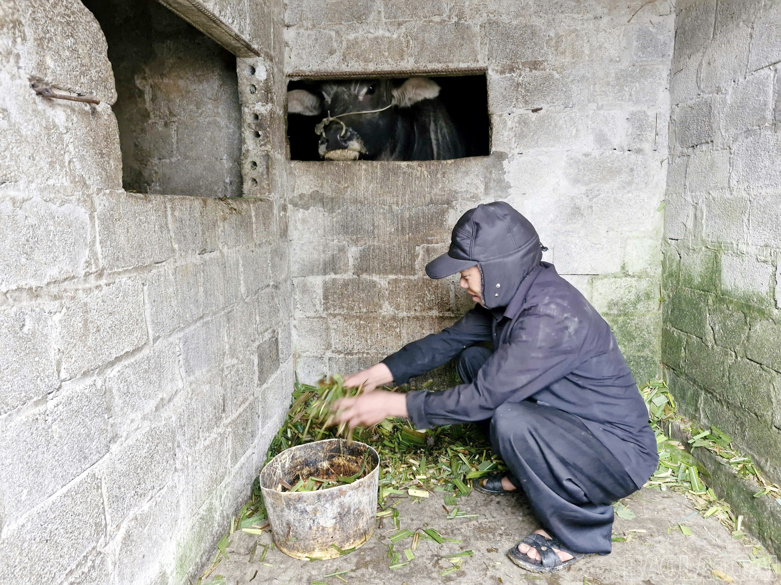 Ông Sùng A Quả băm cỏ voi cho trâu ăn trong những ngày giá lạnh. (Ảnh Báo Lào Cai)